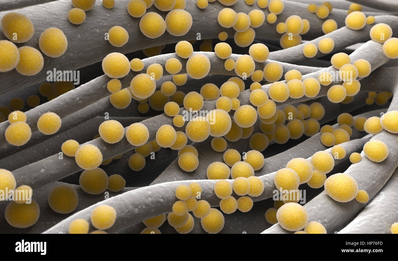 Les bactéries SARM Staphylococcus aureus Banque D'Images
