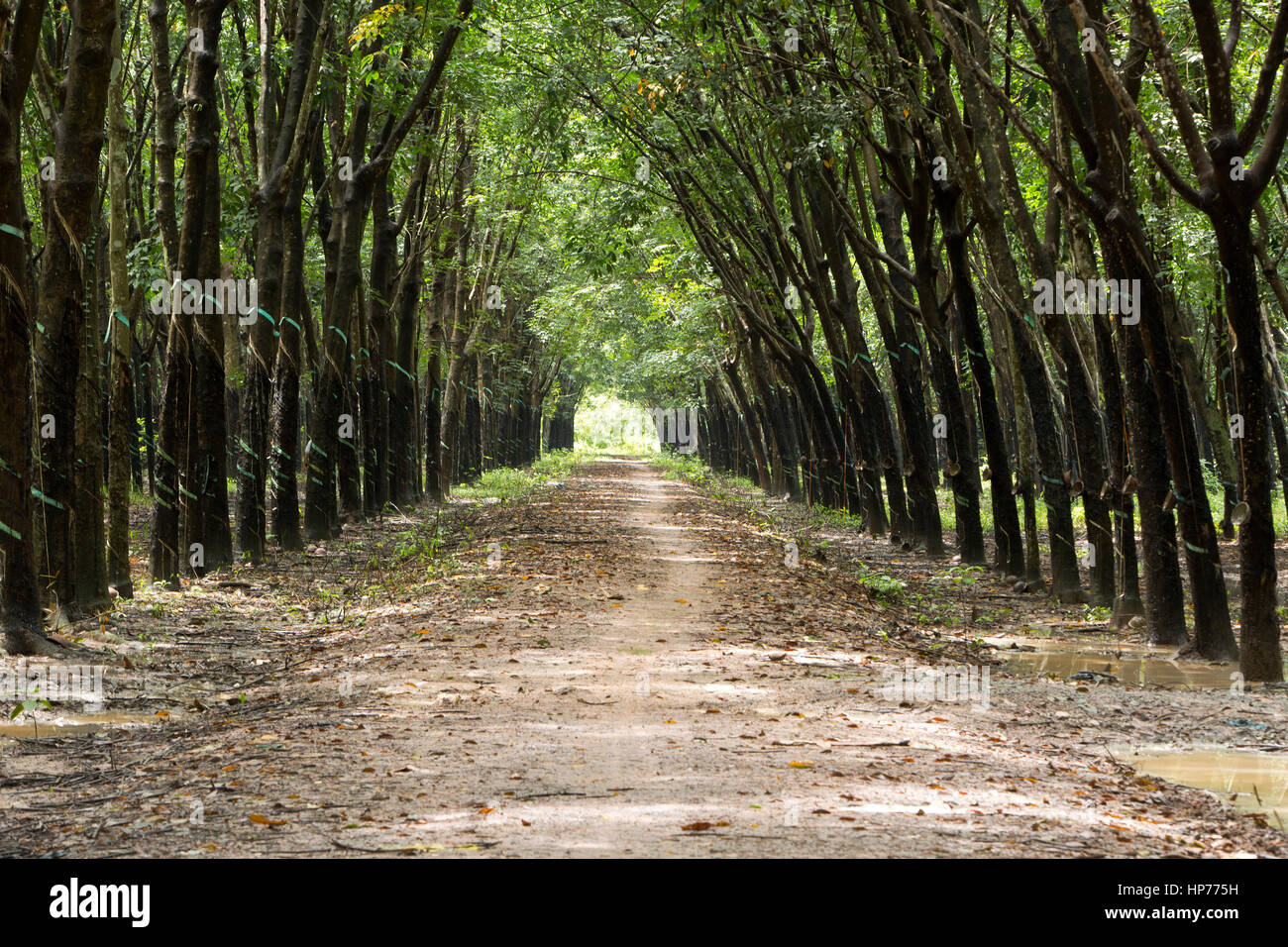Arbre à caoutchouc para 'Plantation' Hevea brasiliensis , donnant un effet cathédrale, la convergence des arbres et la chaussée, avec l'ombre du soleil filtrée. Banque D'Images