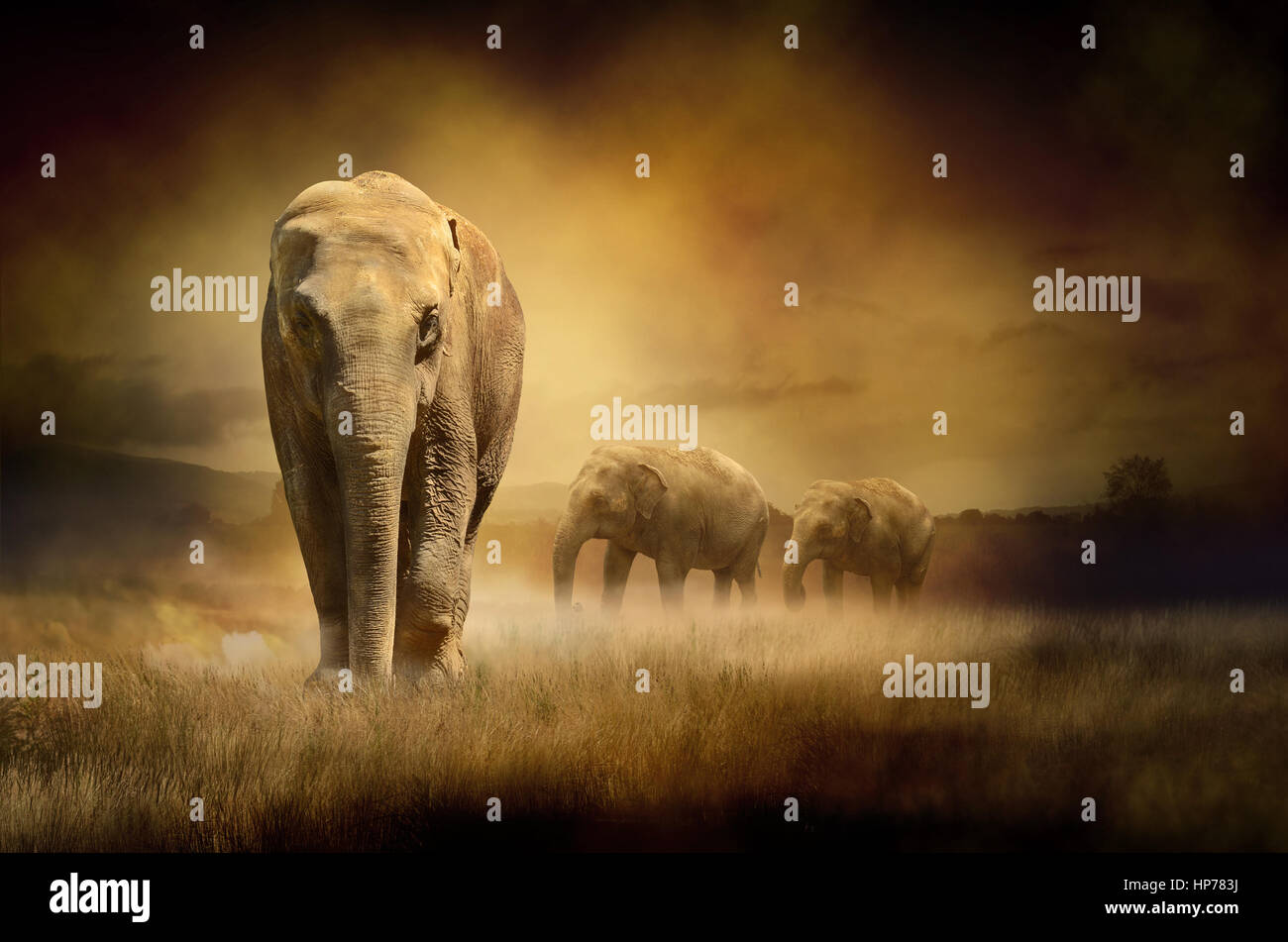 Les éléphants au coucher du soleil. L'image pour l'arrière-plan, bandeaux web, impression toile, poster, présentation des modèles, et des imprimés publicitaires Banque D'Images