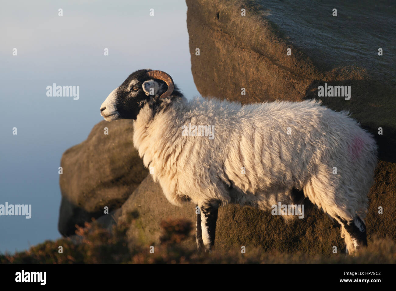 Une brebis Swaledale au lever du soleil, Peak District, Yorkshire, Royaume-Uni. Banque D'Images