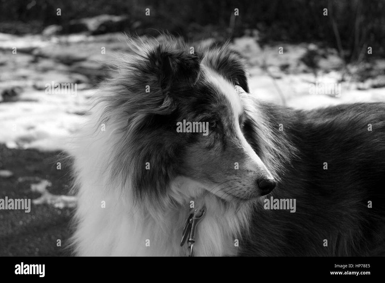 Blue Merle Sheltie en noir et blanc Banque D'Images