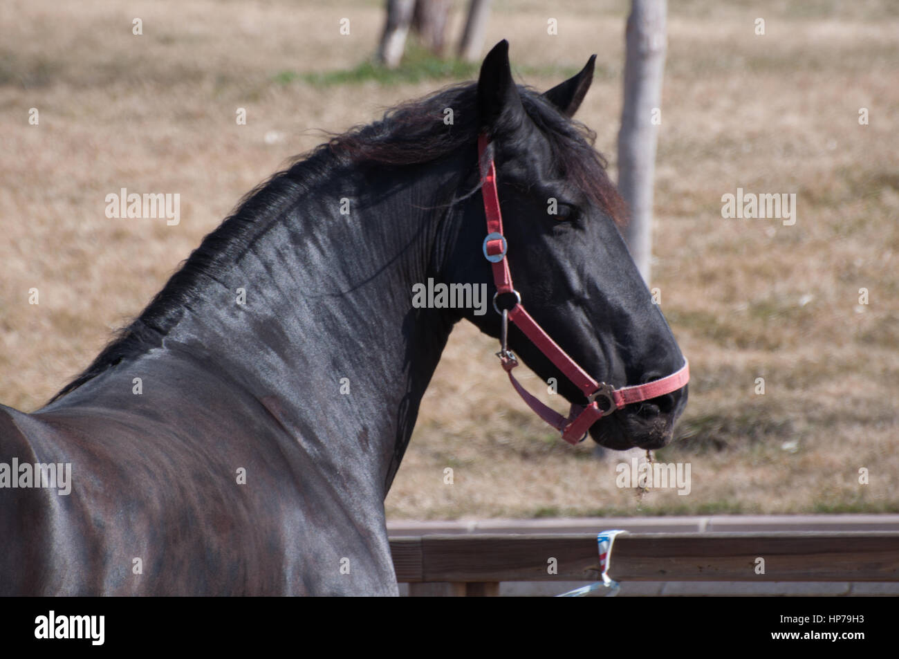 Cheval frison noir Banque D'Images