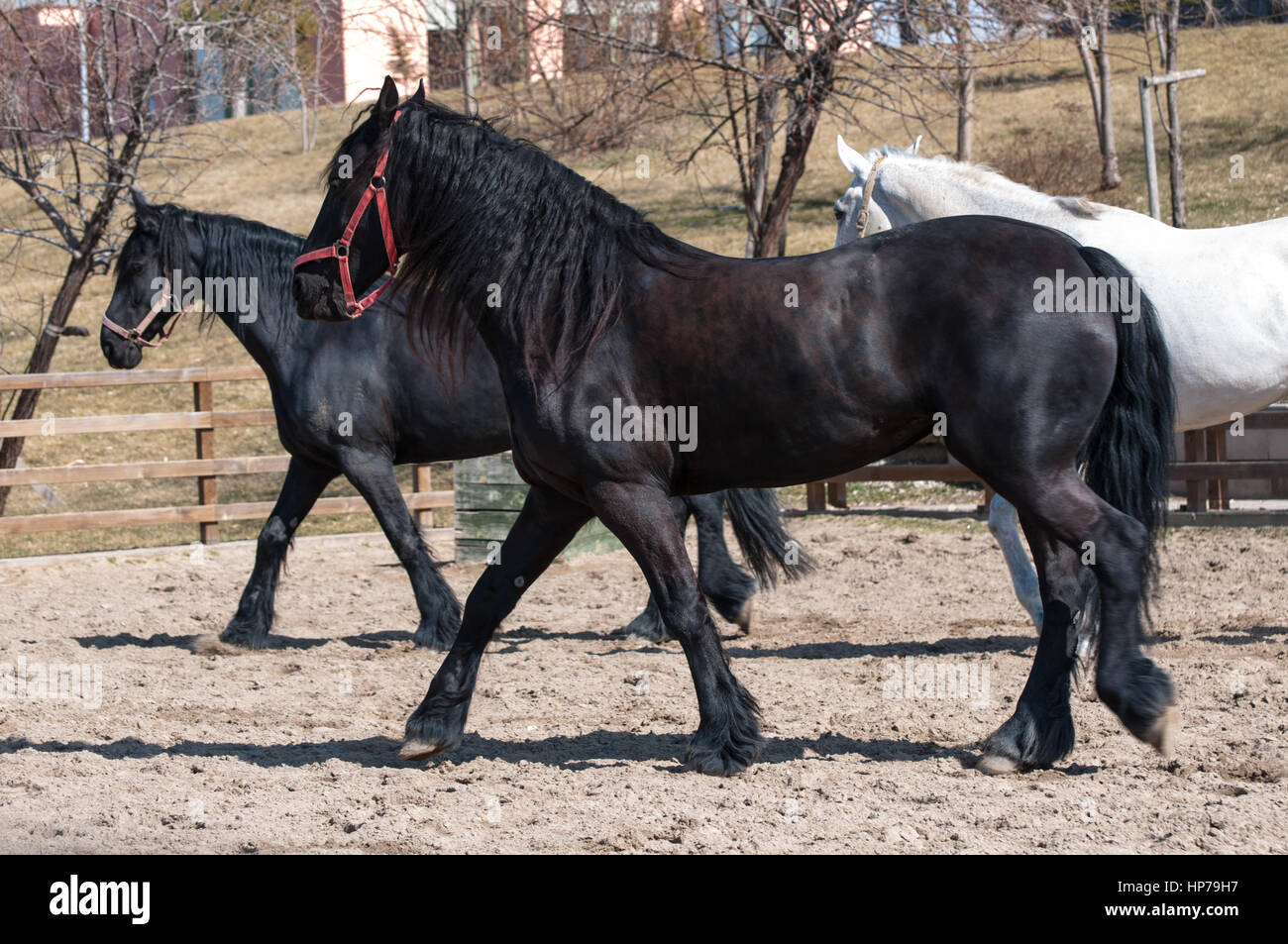 Cheval frison noir Banque D'Images