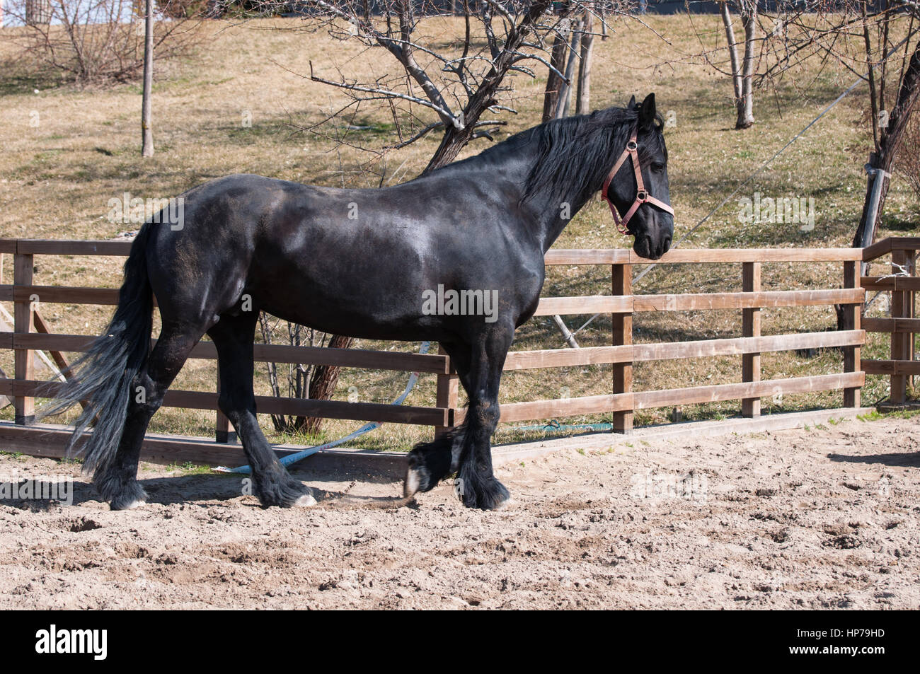 Cheval frison noir Banque D'Images