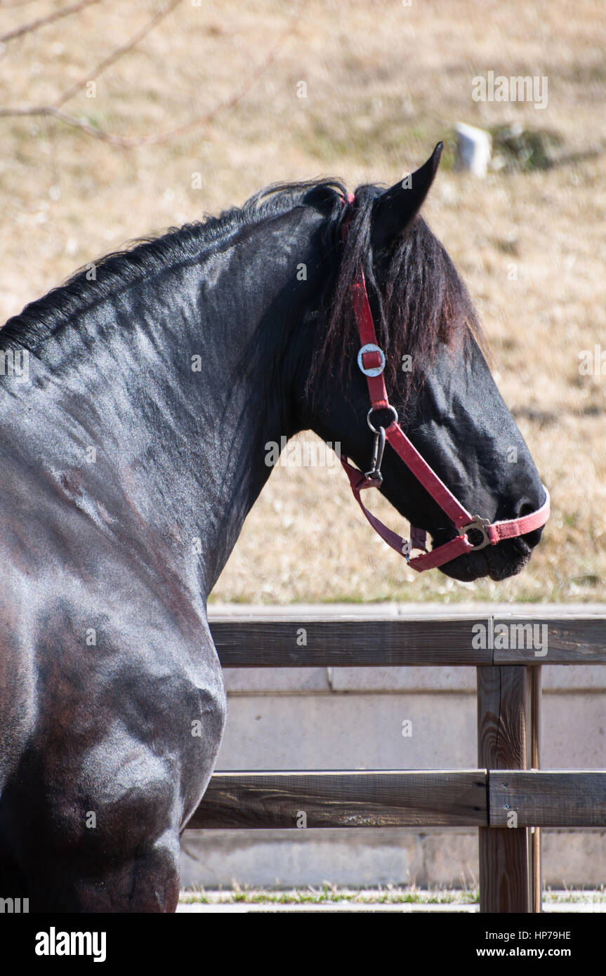 Cheval frison noir Banque D'Images