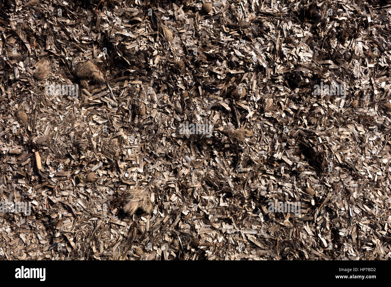 Les feuilles de posidonies à sec sur le sable, brun texture de cette herbe endémique dans la mer méditerranée Banque D'Images