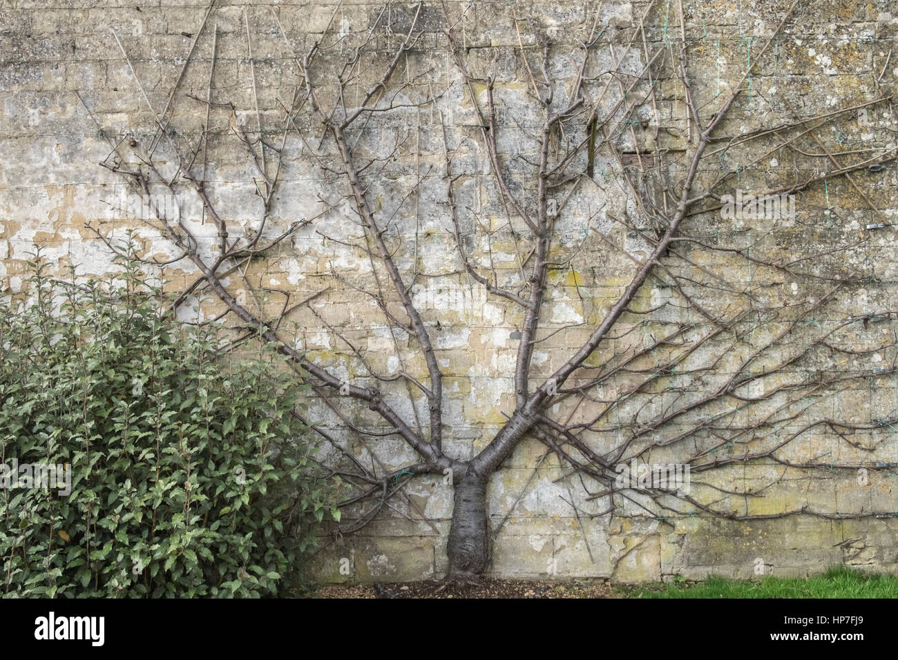 Les branches d'arbres formés pour pousser contre un mur de jardin en espalier patron de formation, Lincolnshire, Royaume-Uni Banque D'Images