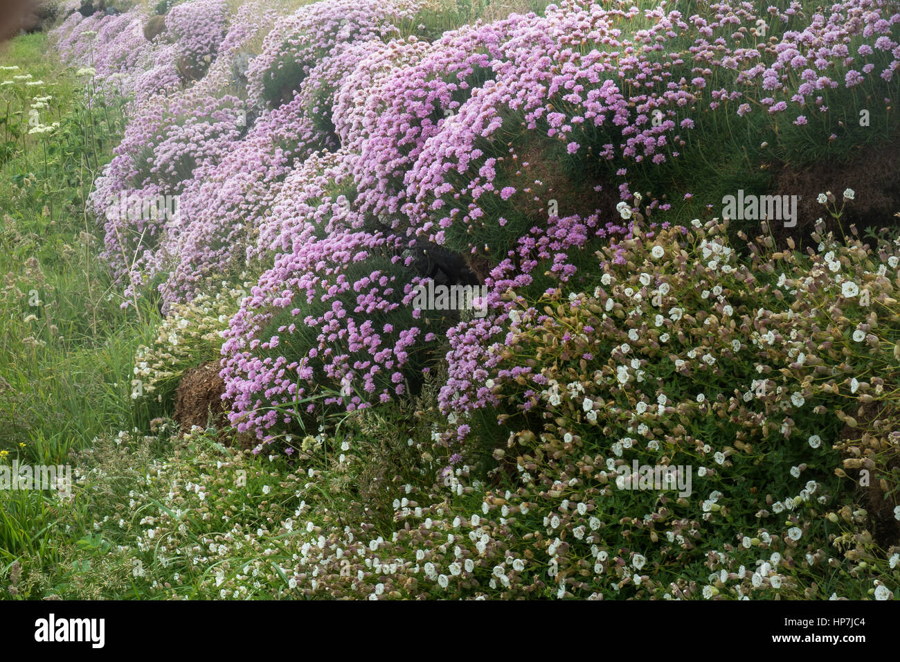 L'économie côtière, l'Armeria maritima, rose de la mer, Cornwall Banque D'Images