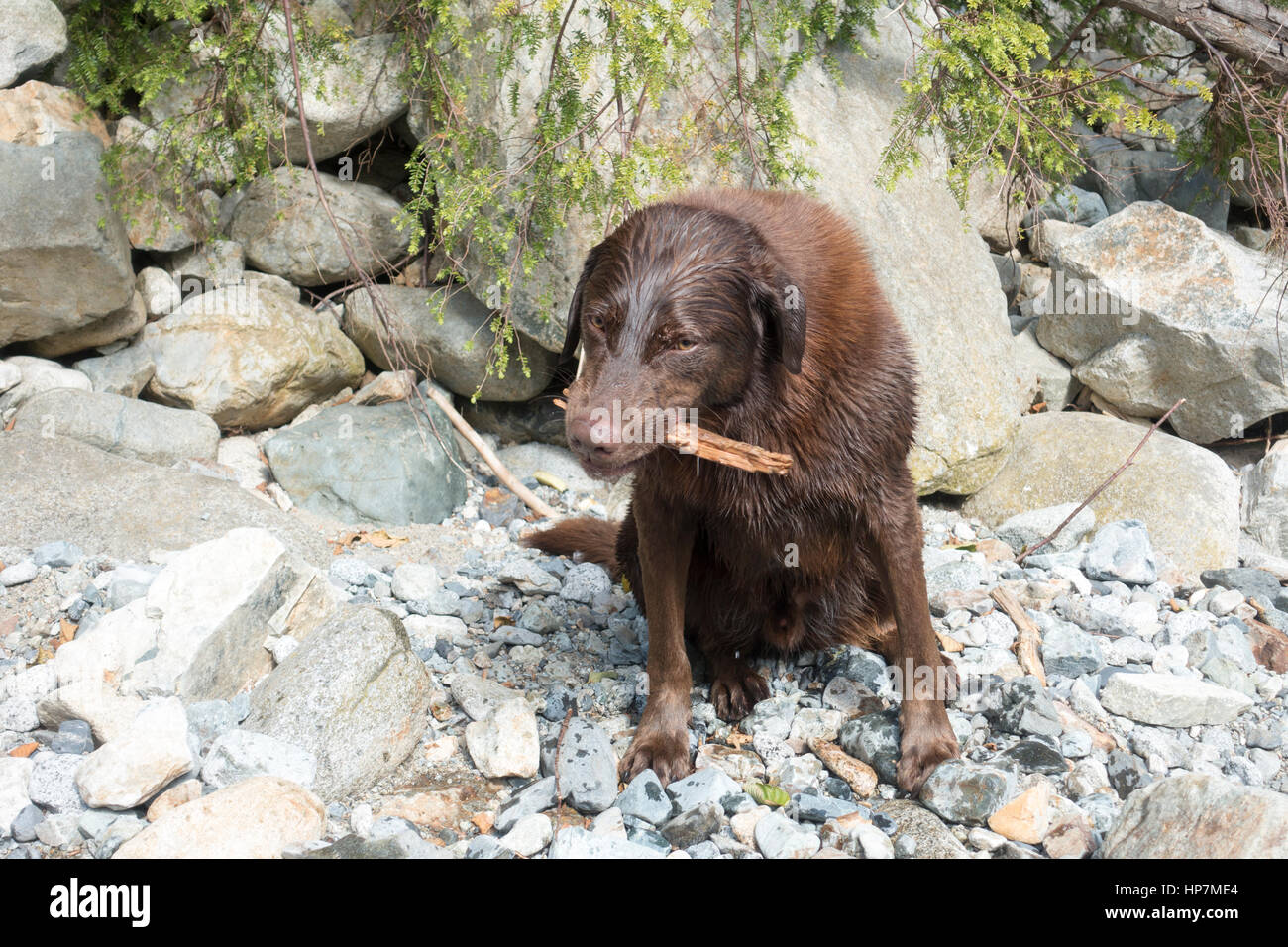 Chien labrador chocolat humide avec stick Banque D'Images