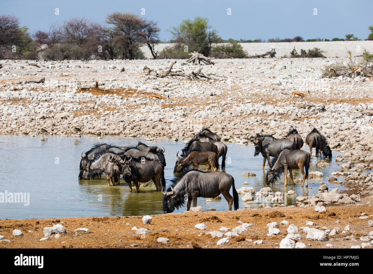 Gnou commun, Connochaetes taurinus, Okaukuejo Waterhole, la Namibie, l'Afrique, par Monika Hrdinova/Dembinsky Assoc Photo Banque D'Images