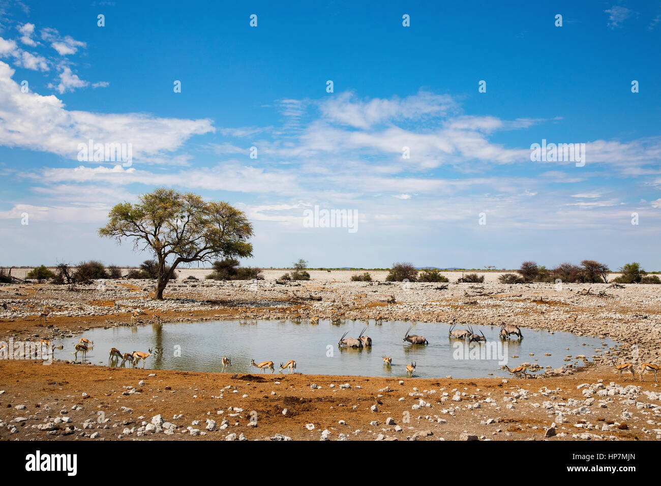 Le Springbok (Antidorcas marsupialis) & S'oryx d'Afrique (Oryx gazella gazella), point d'Okaukuejo, Etosha NP, la Namibie par Monika Hrdinova/Dembinsky Photo Banque D'Images