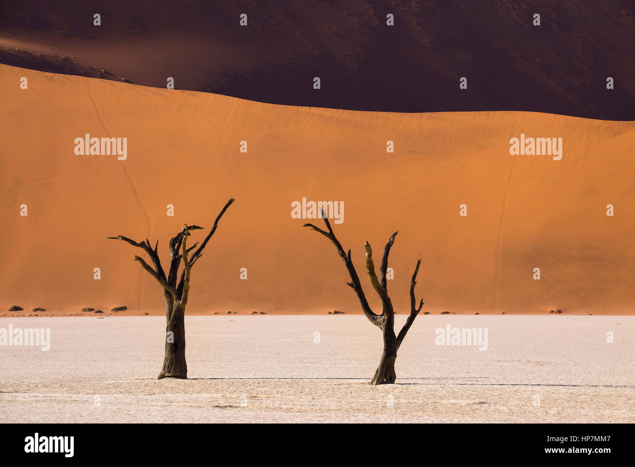 Dunes de sable et les arbres Camelthorn morts, Deadvlei, Sossusvlei, Désert du Namib, Namibie, par Monika Hrdinova/Dembinsky Assoc Photo Banque D'Images
