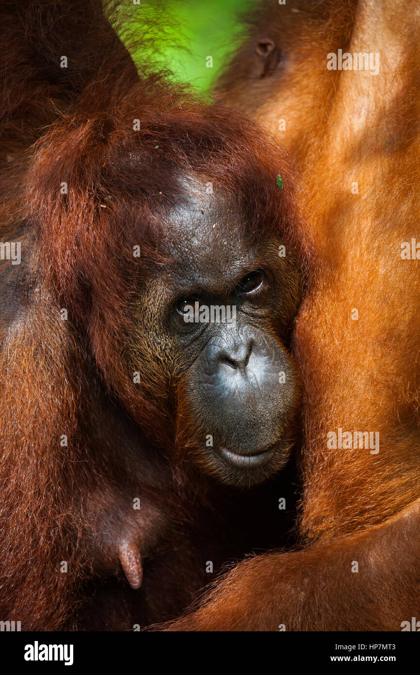 Orang-outan, Pongo pygmaeus, Centre de réhabilitation de Semenggoh, Sarawak, Bornéo, Malaisie, par Monika Hrdinova/Dembinsky Assoc Photo Banque D'Images