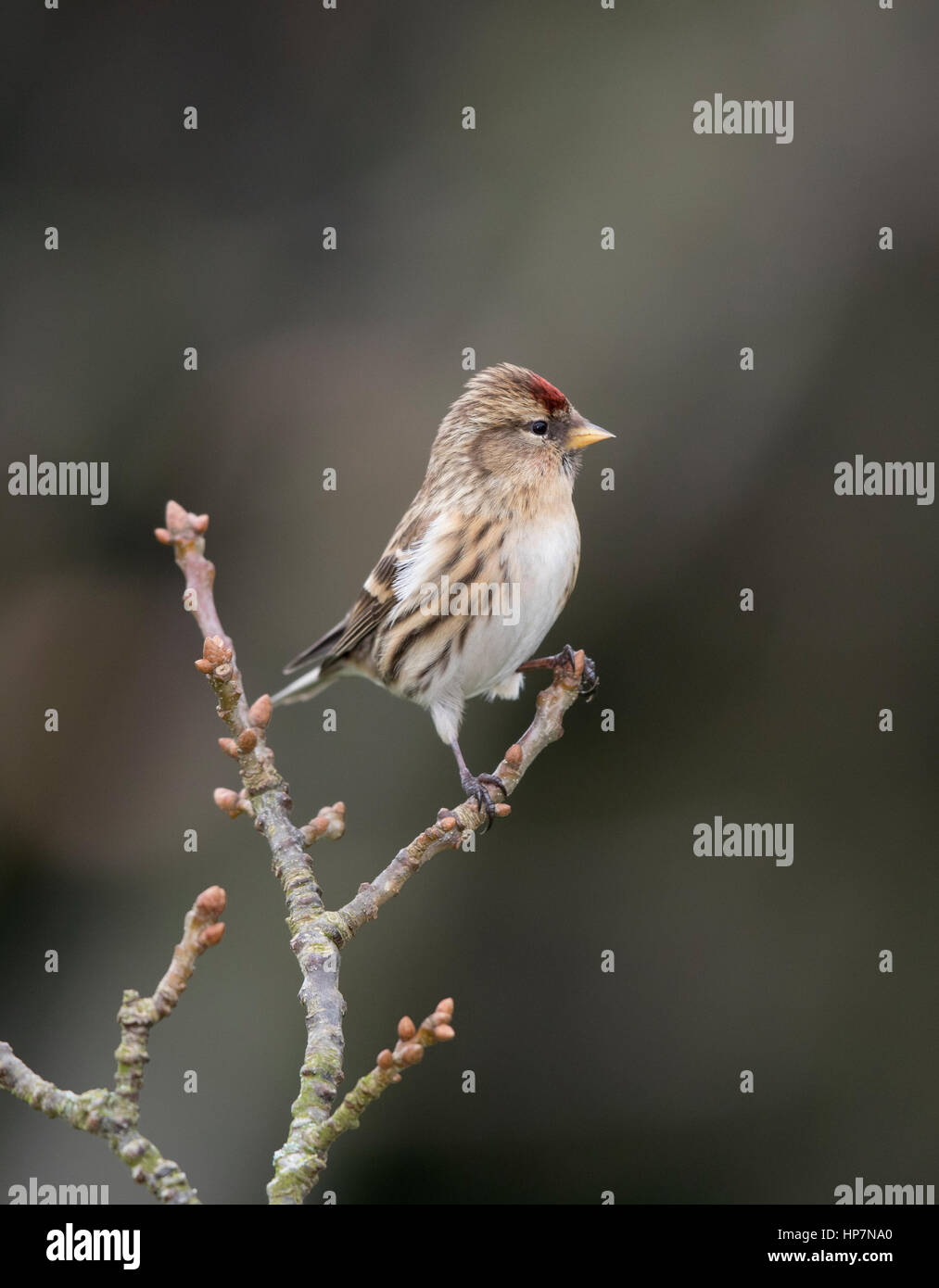 Sizerin flammé (Carduelis) falammea,hiver, frontières Shropshire Banque D'Images