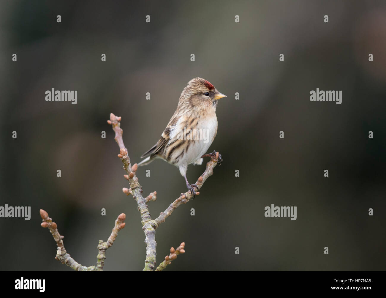 Sizerin blanchâtre sur une branche,hiver,Janvier 2017 Welsh Borders Banque D'Images