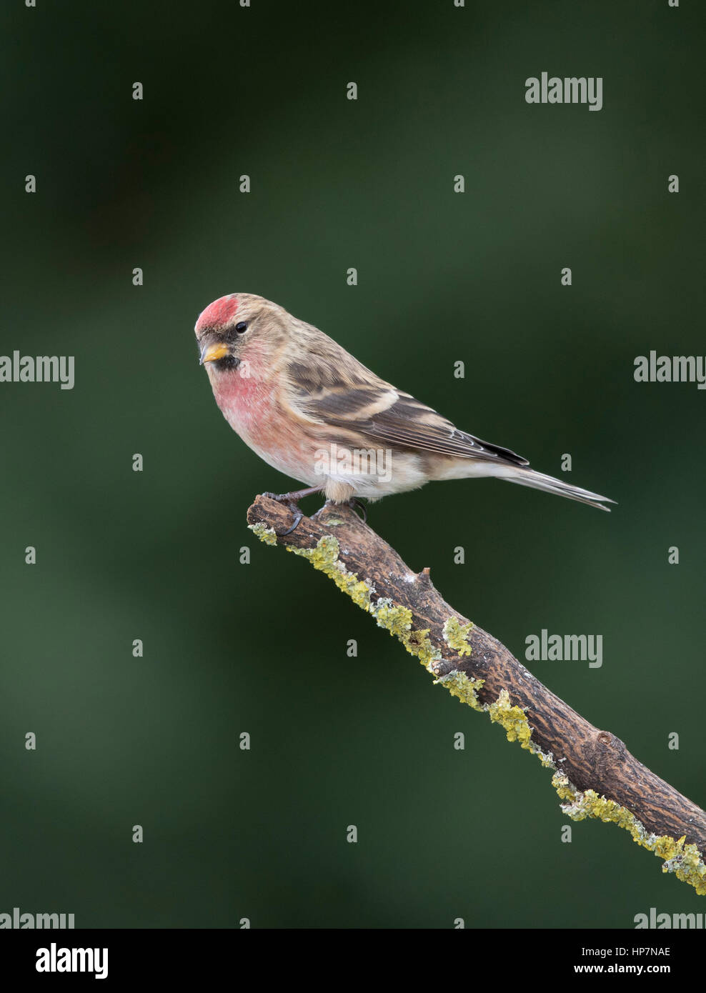 Sizerin flammé (Carduelis falammea) sur une branche,hiver,Janvier 2017 Banque D'Images