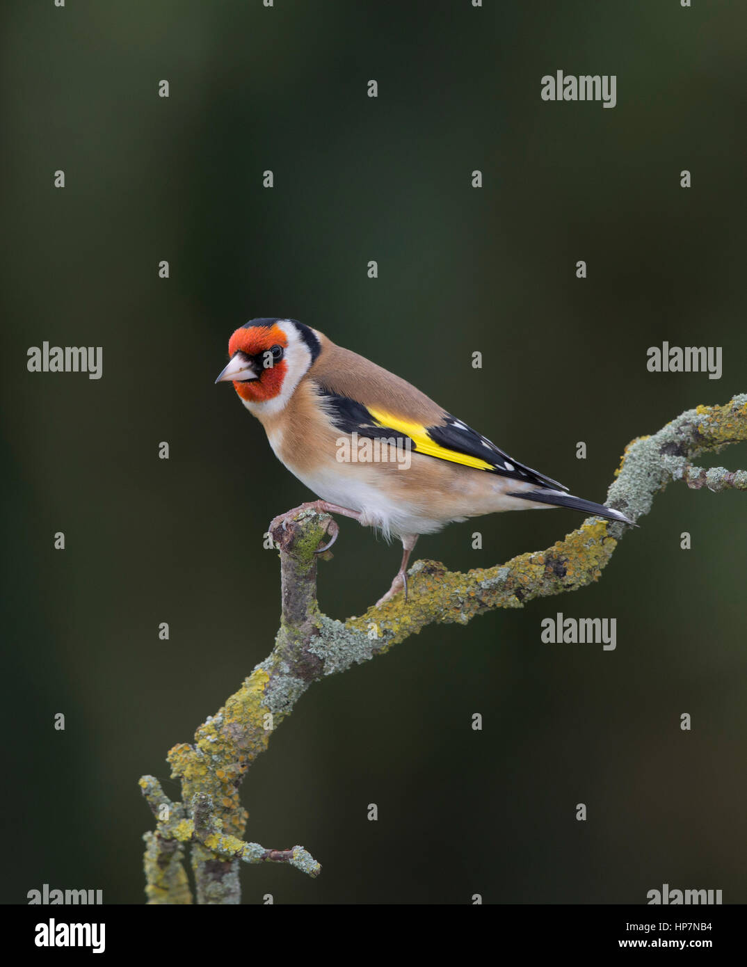 Chardonneret (Carduelis carduelis) sur une branche couverte de lichen dans Mid Wales,hiver,2017 Banque D'Images