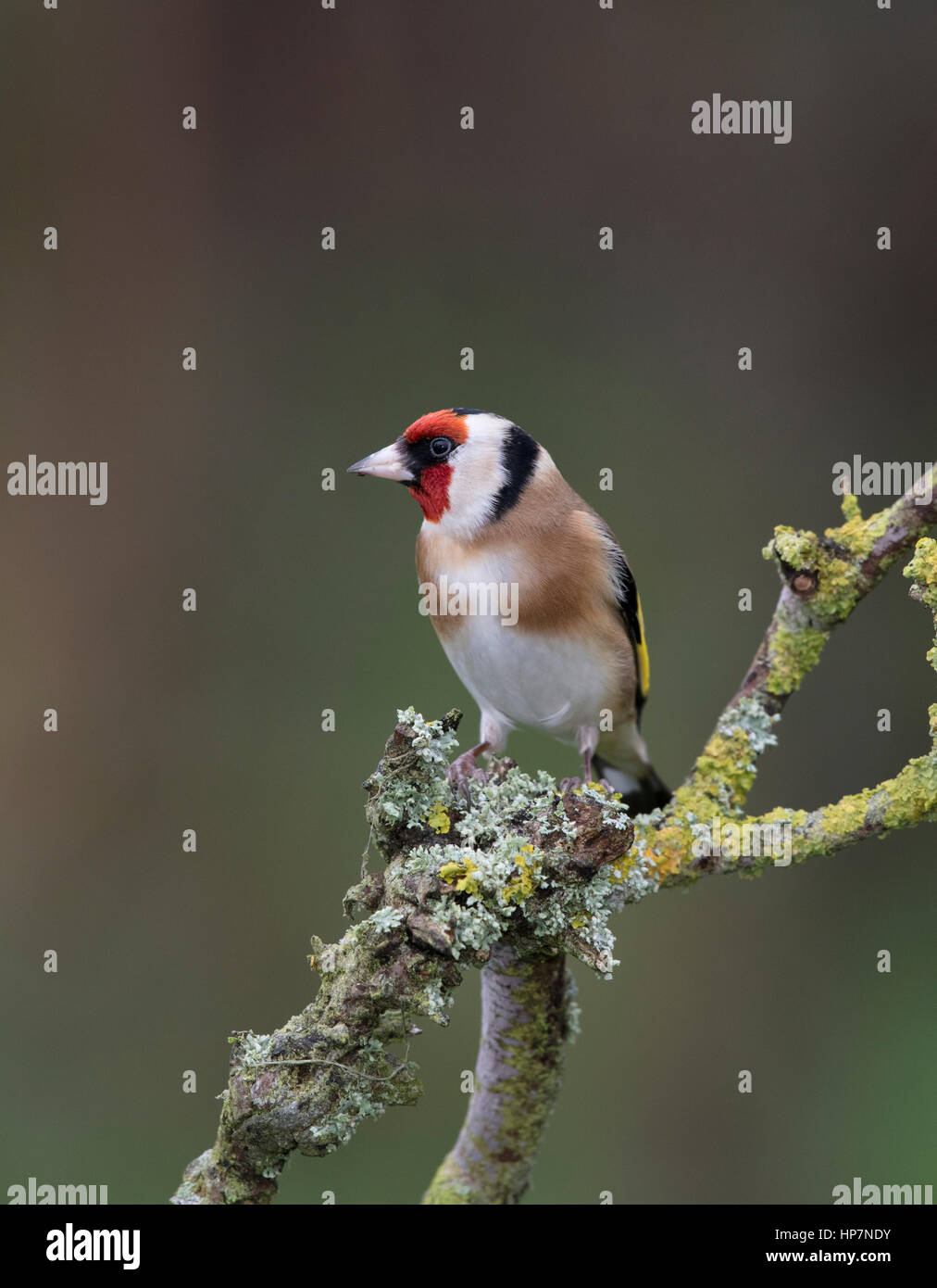 Chardonneret (Carduelis carduelis) sur une branche couverte de lichen dans Mid Wales,hiver,2017 Banque D'Images