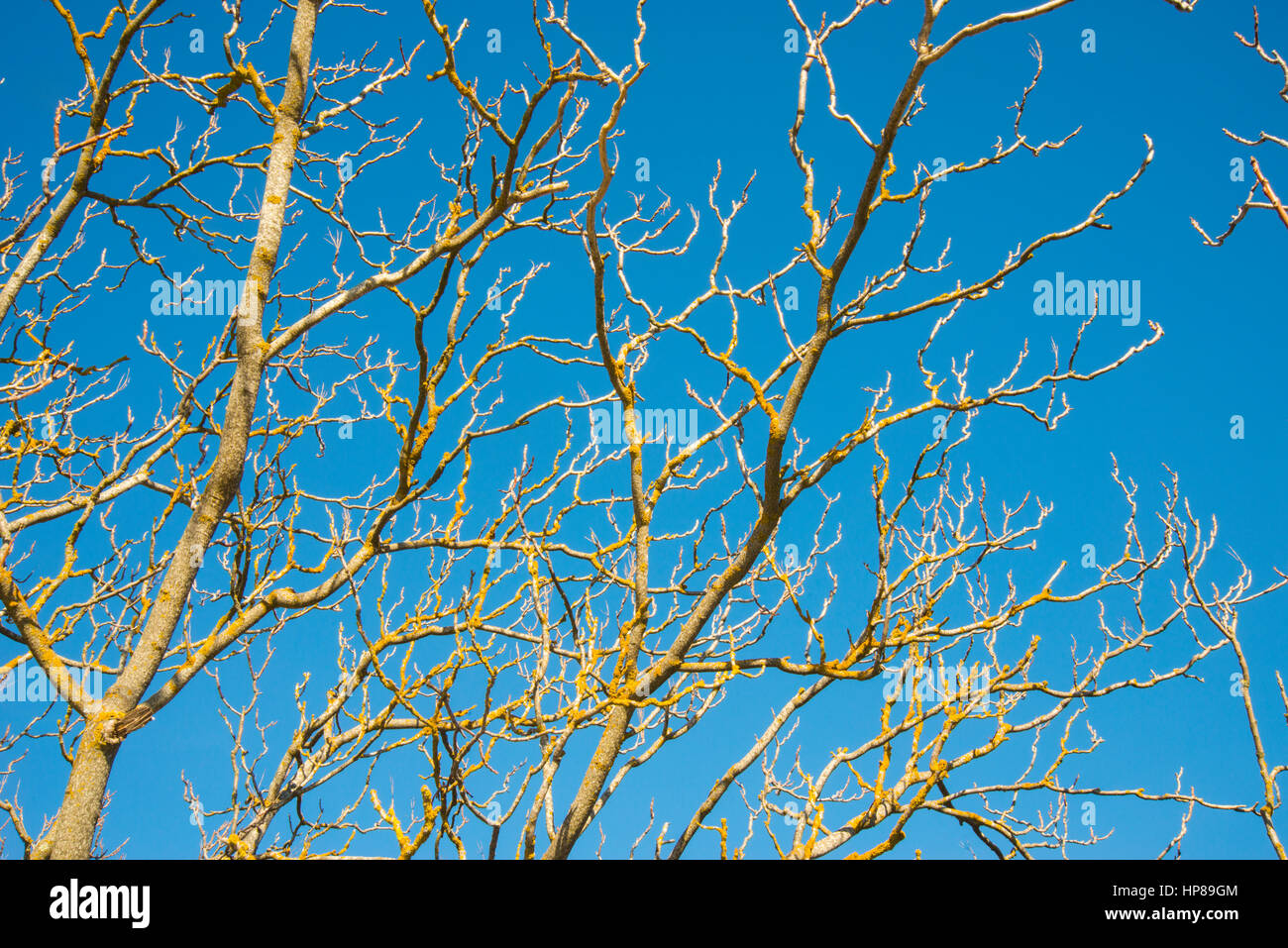 Les branches d'arbres en hiver contre le ciel bleu. Banque D'Images