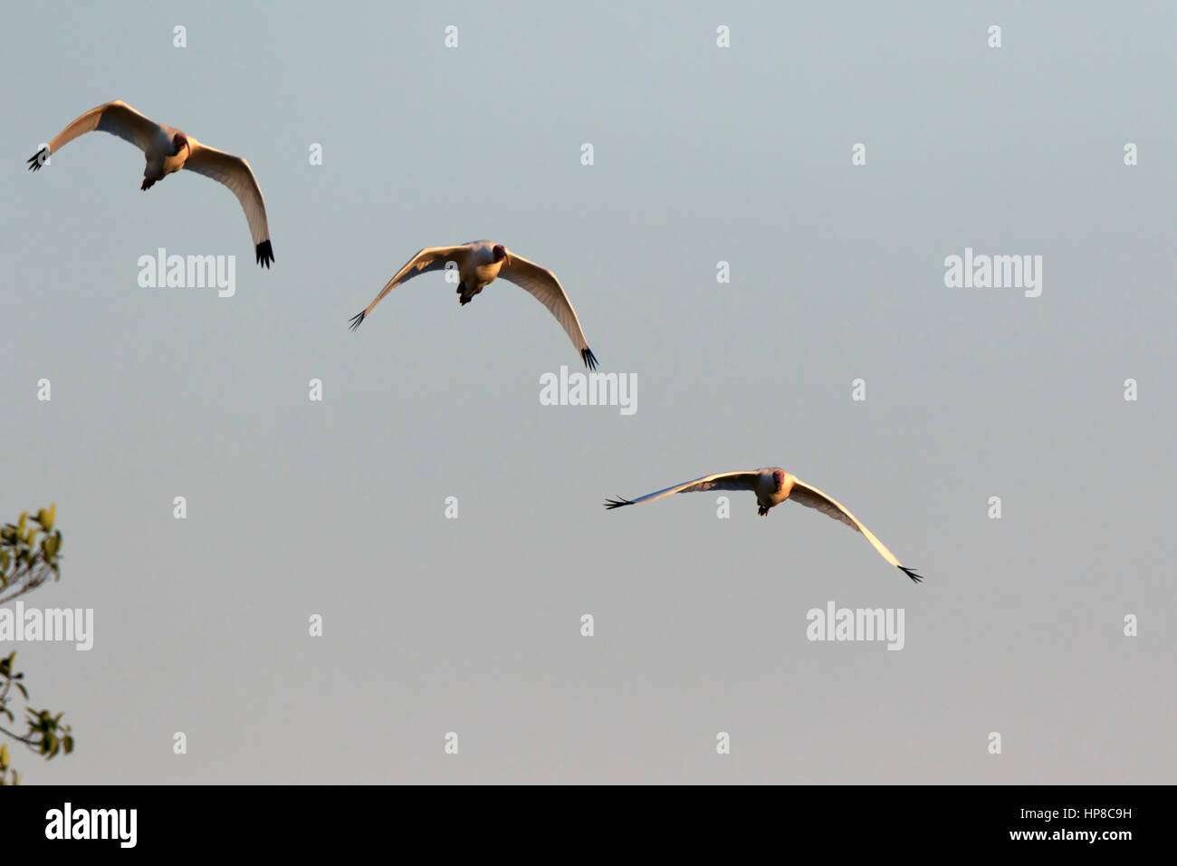 Ibis blanc américain, Eudocimus albus, en vol au-dessus de la Caloosahatchee River en Floride Banque D'Images