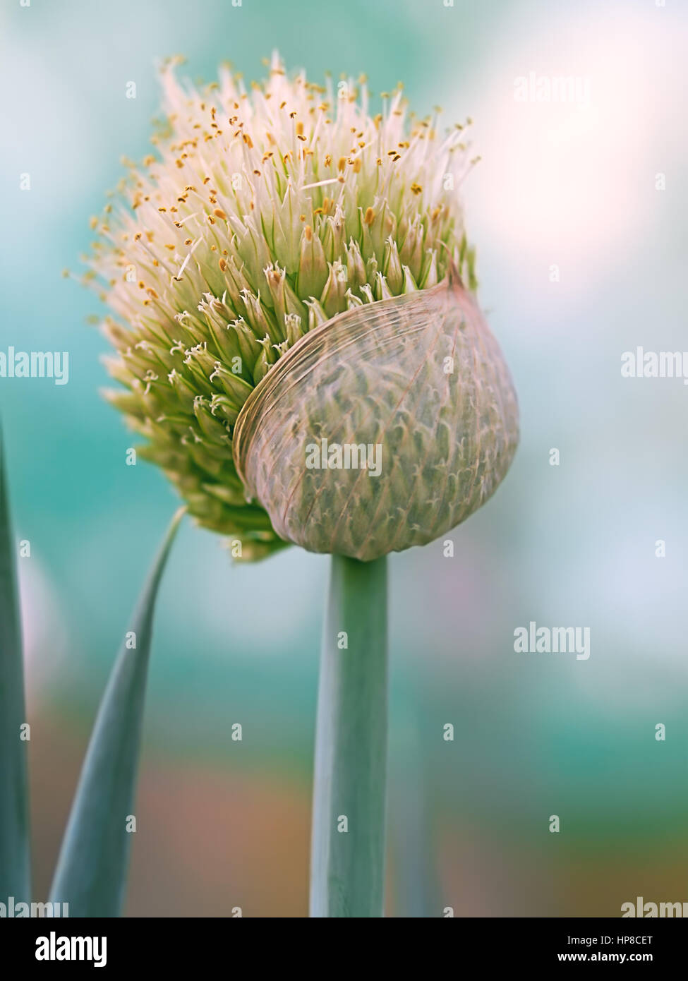 La vie naturelle Echalote oignon fleur qui s'épanouit dans le jardin Banque D'Images