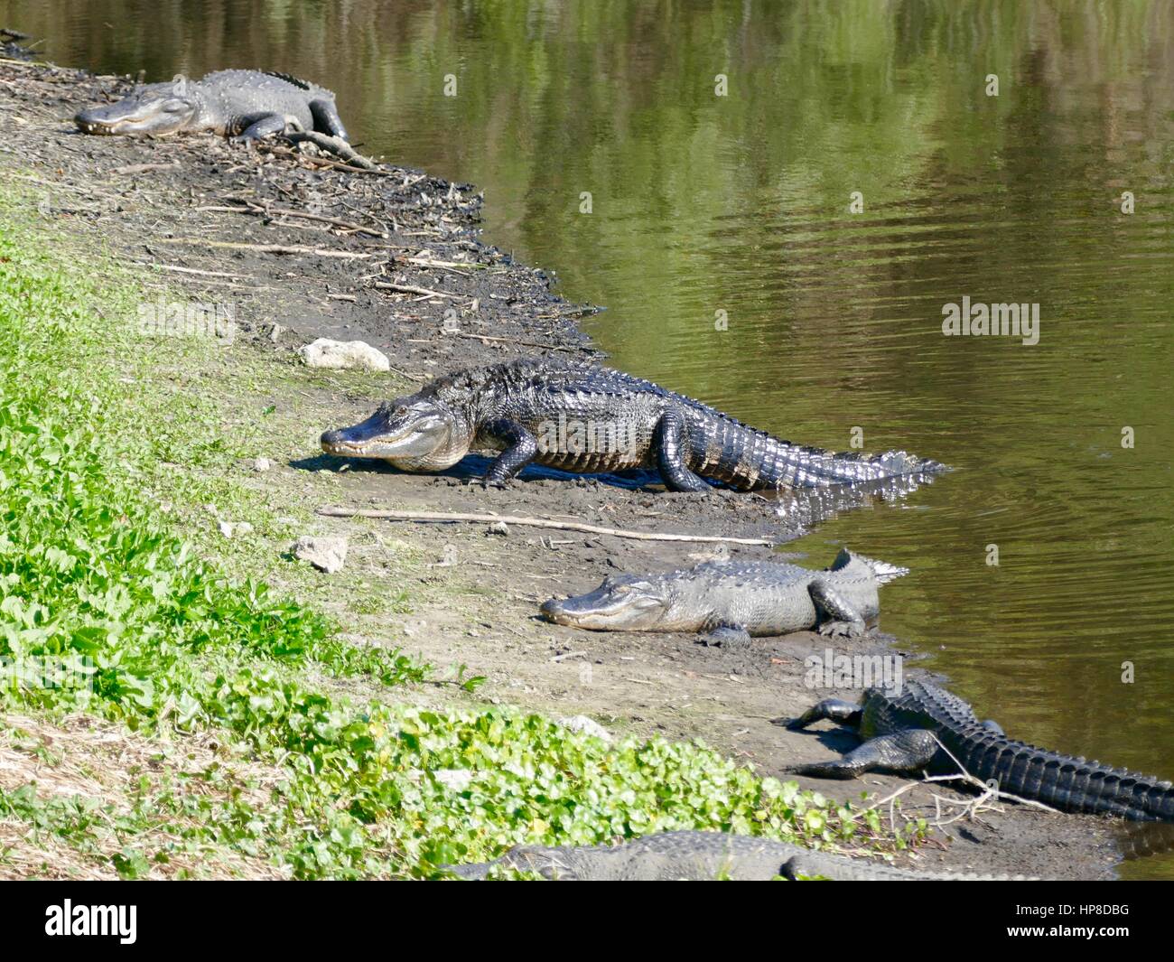 Les grands émergents Alligator dans l'eau, parc d'état de Paynes Prairie Preserve, Gainesville, Floride, USA Banque D'Images