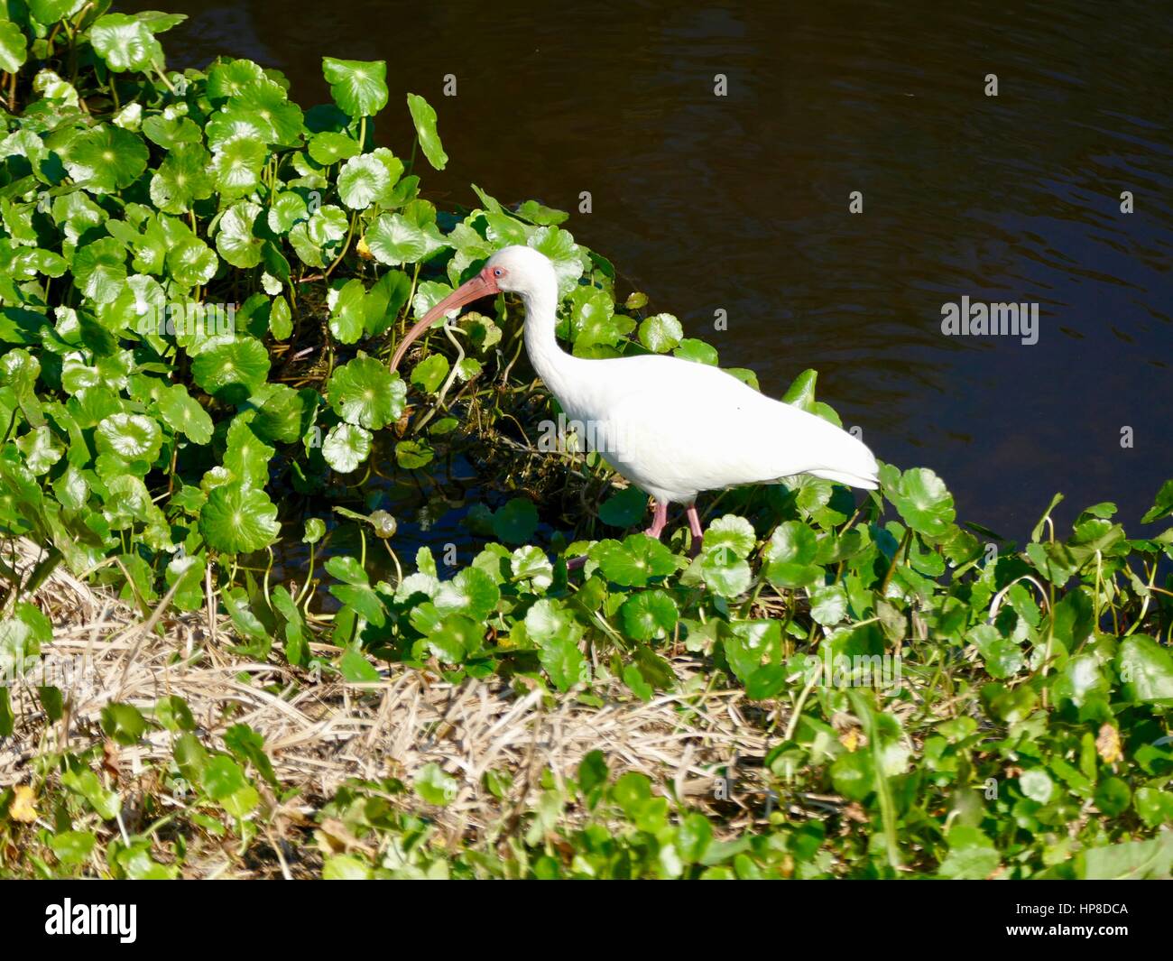 Ibis blanc La chasse à des fins alimentaires, de prairie à Paynes State Park, Gainesville, Floride, USA Banque D'Images