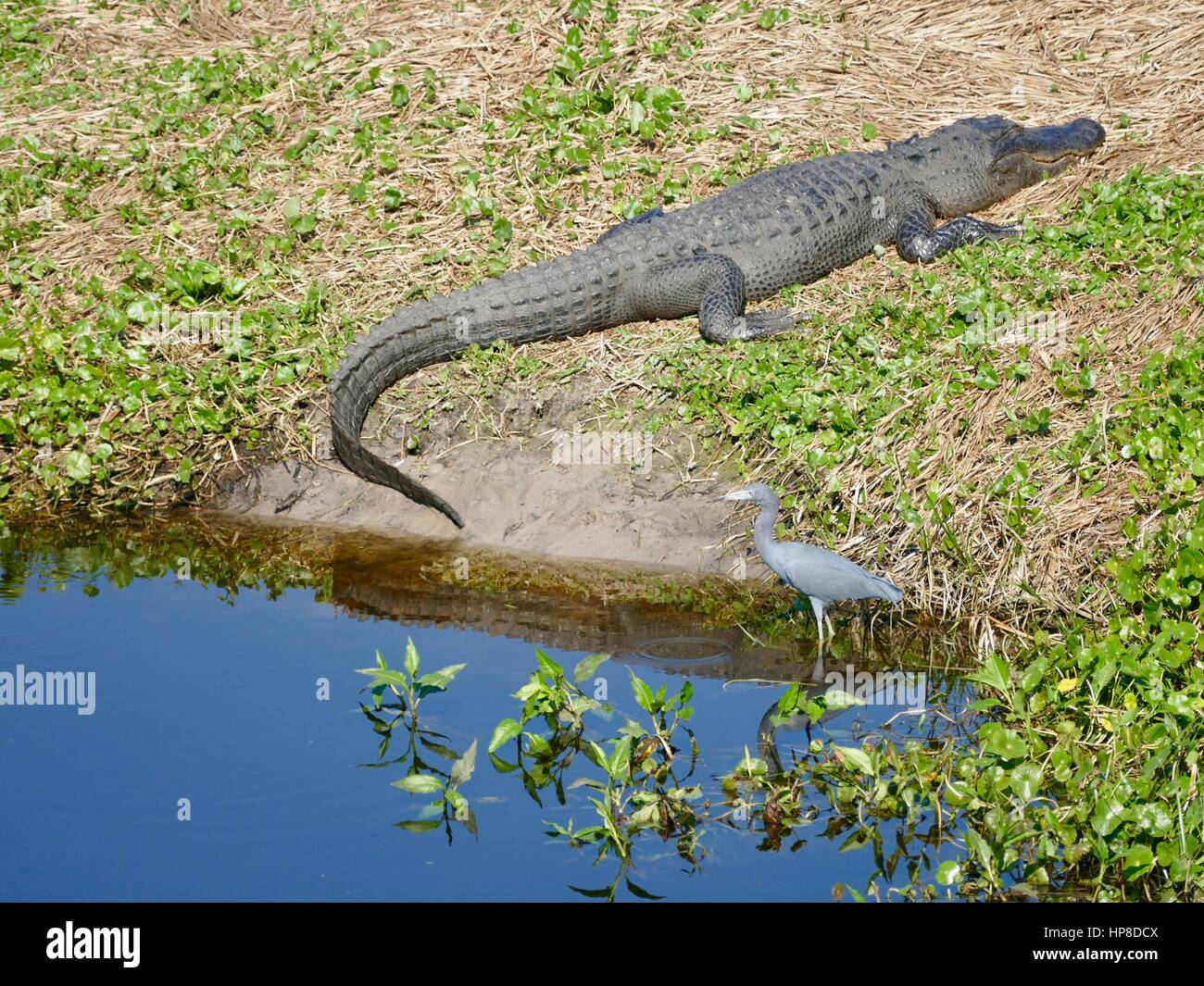 Seul avec peu d'Alligator Blue Heron, Paynes Prairie Preserve State Park, Gainesville, Floride, USA Banque D'Images