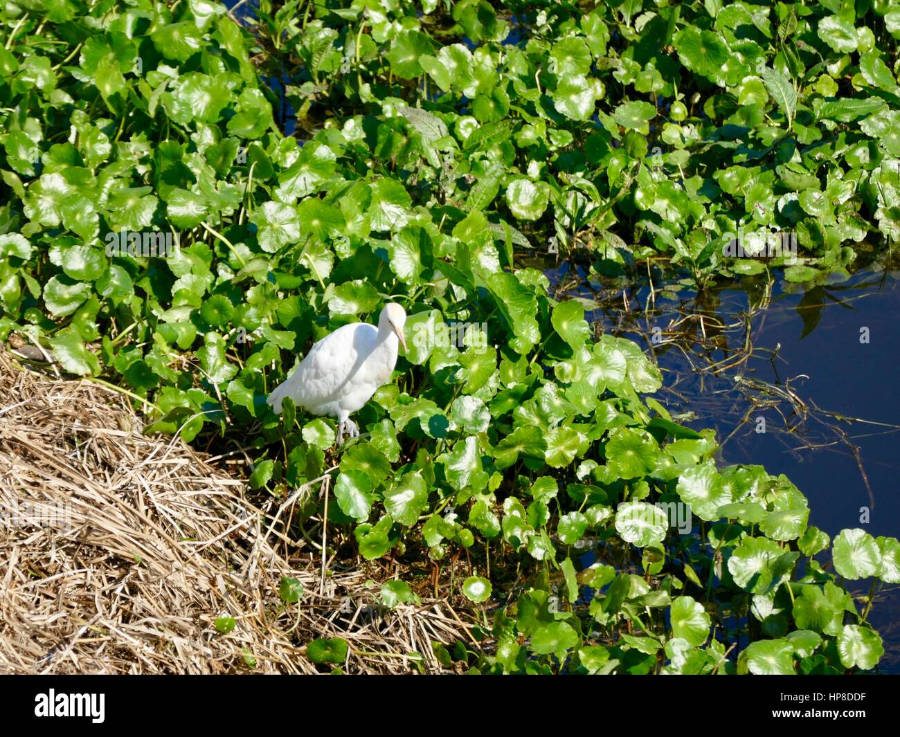 Héron garde-boeuf à la recherche de nourriture, de prairie à Paynes State Park, Gainesville, Floride, USA Banque D'Images