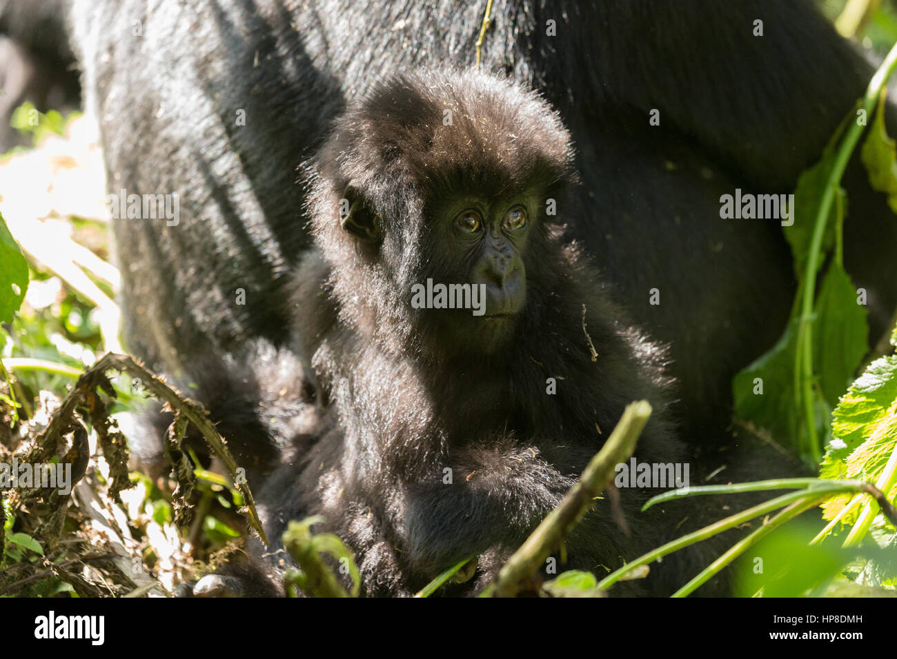 Bébé gorille de montagne (Gorilla beringei beringei) du groupe Susa dans Volcanoes National Park (Parc National des Volcans). Banque D'Images