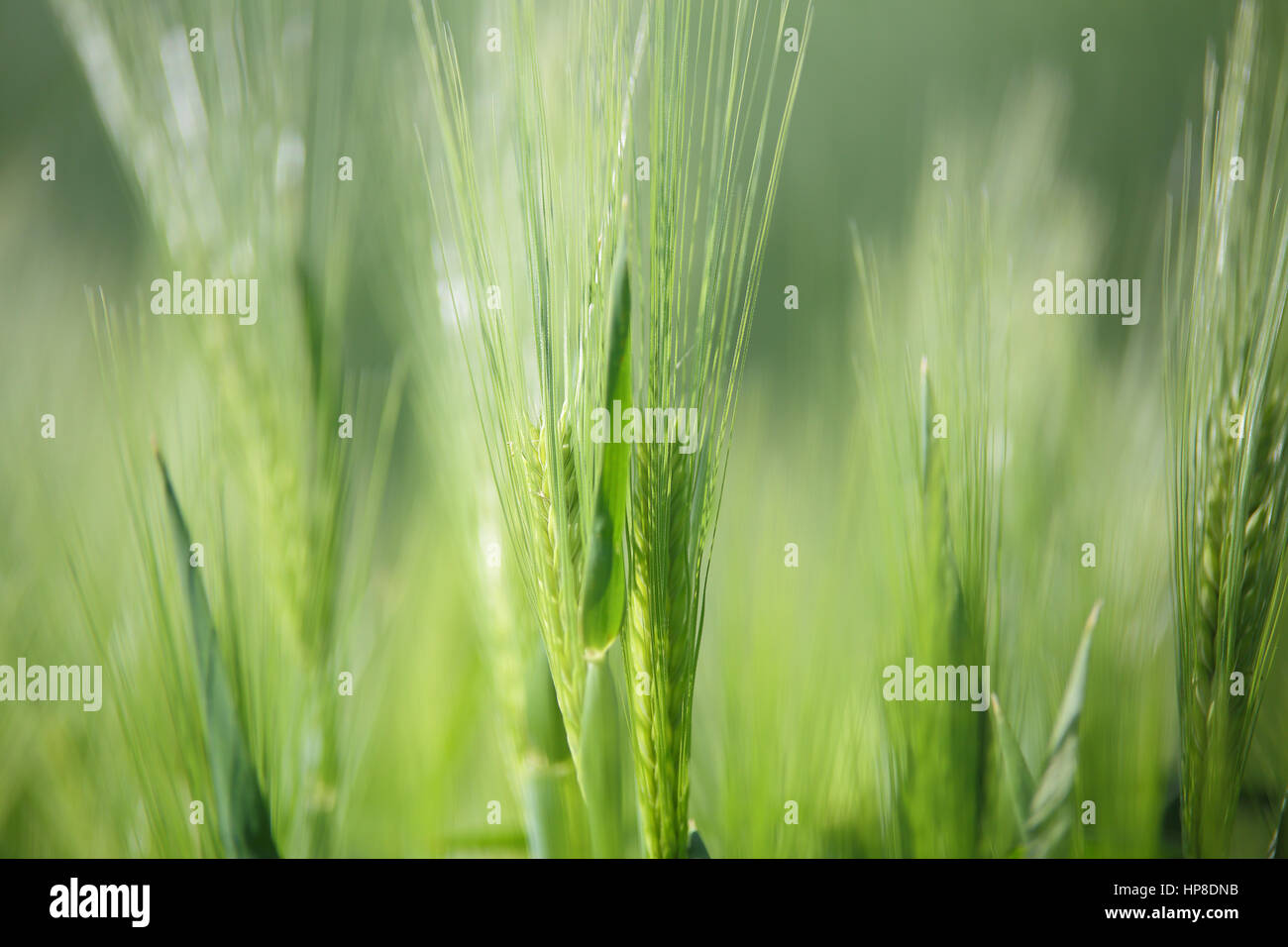 Close up of green wheat. Germes de blé vert printemps sur pré. Macro de germe de blé. Le blé sur fond flou vert. Printemps coloré arrière-plan. Banque D'Images