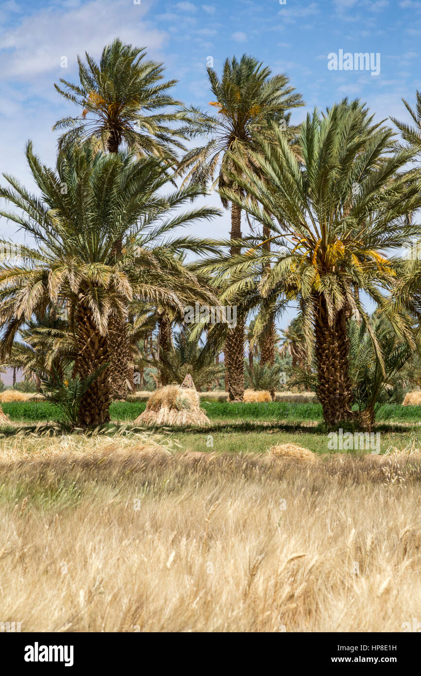 Alnif, Province de Tinghir, Maroc. La culture du blé, prêtes pour la récolte. Banque D'Images