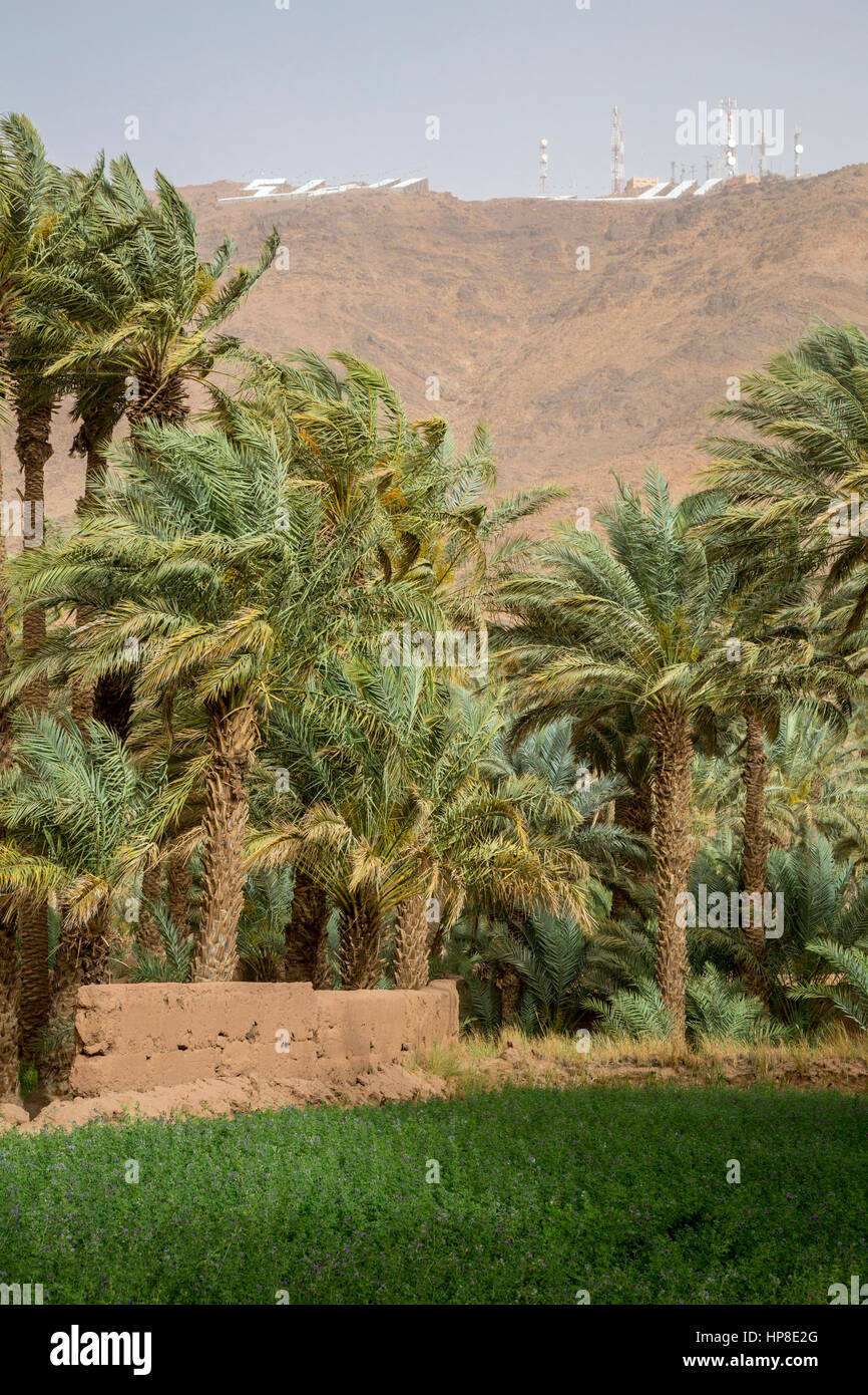 Zagora, Maroc. Tours de relais de communication modernes donnent sur de petites parcelles agricoles. Banque D'Images