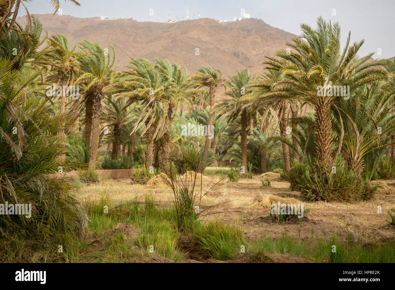 Zagora, Maroc. Tours de relais de communication modernes donnent sur de petites parcelles agricoles. Banque D'Images