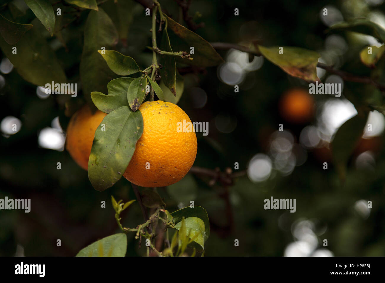 Oranges mûres se suspendre à un arbre avec les fruits prêts à être récoltés dans un petit verger. Banque D'Images