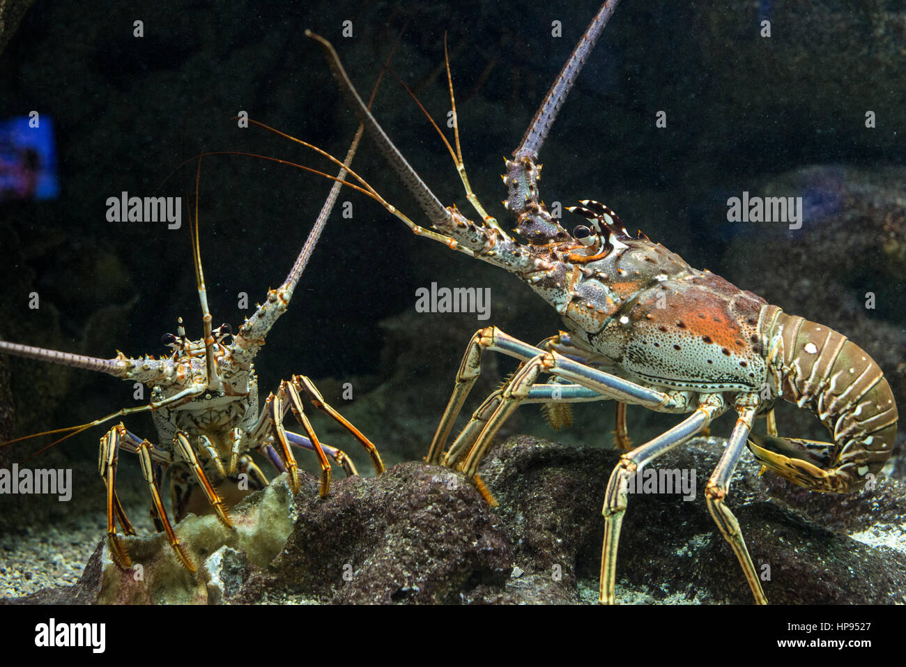 Homard vivant Banque de photographies et d’images à haute résolution Alamy