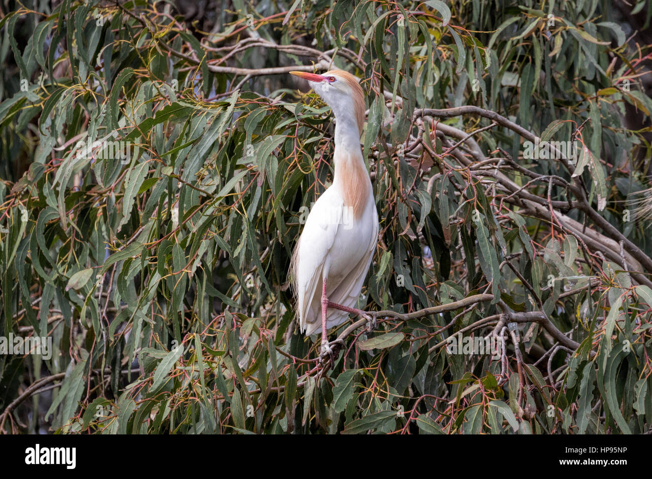 Héron garde-boeuf se percher dans un arbre d'eucalyptus, Laguna de Santa Rosa, Santa Rosa, Californie Banque D'Images