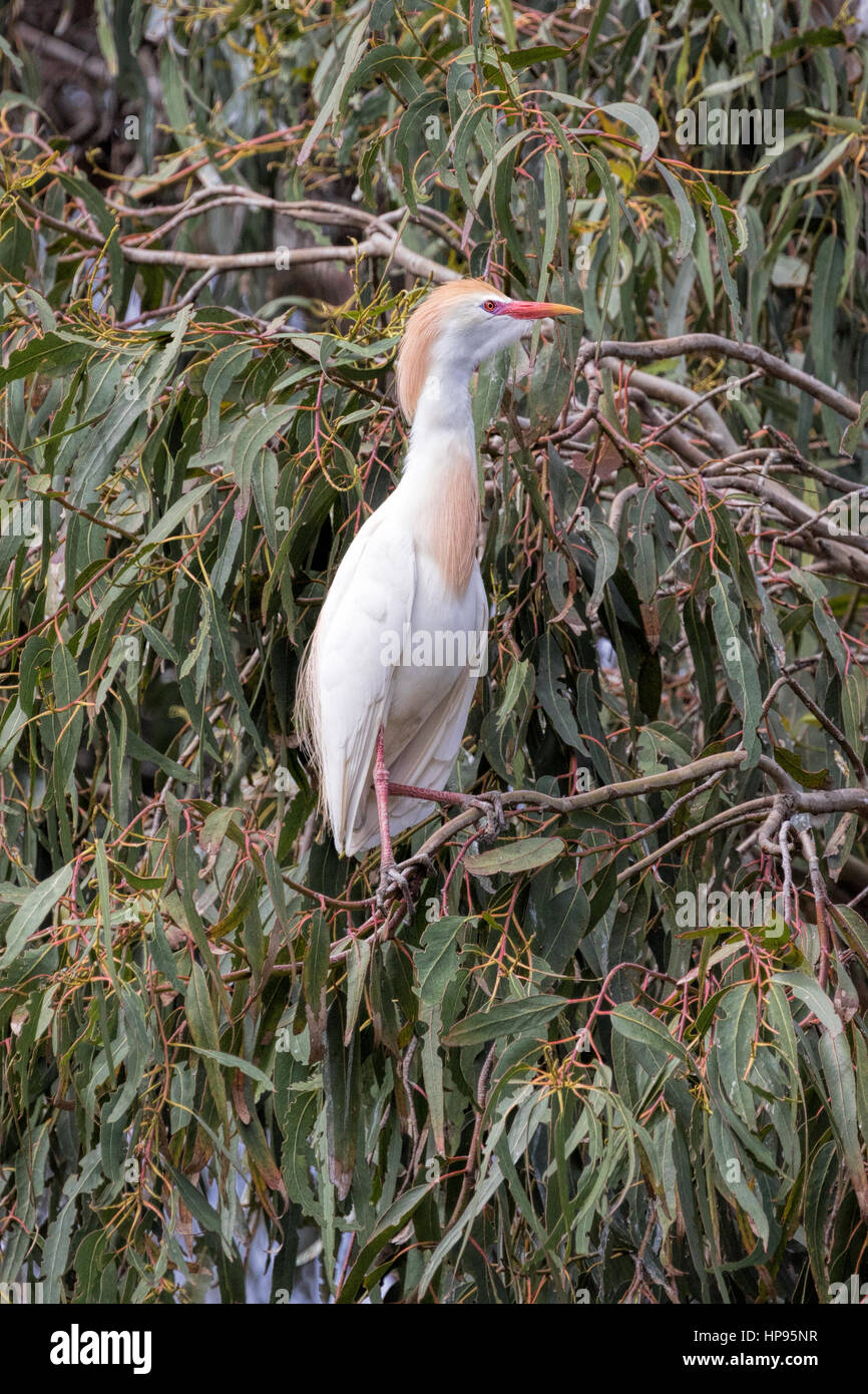 Héron garde-boeuf se percher dans un arbre d'eucalyptus, Laguna de Santa Rosa, Santa Rosa, Californie Banque D'Images