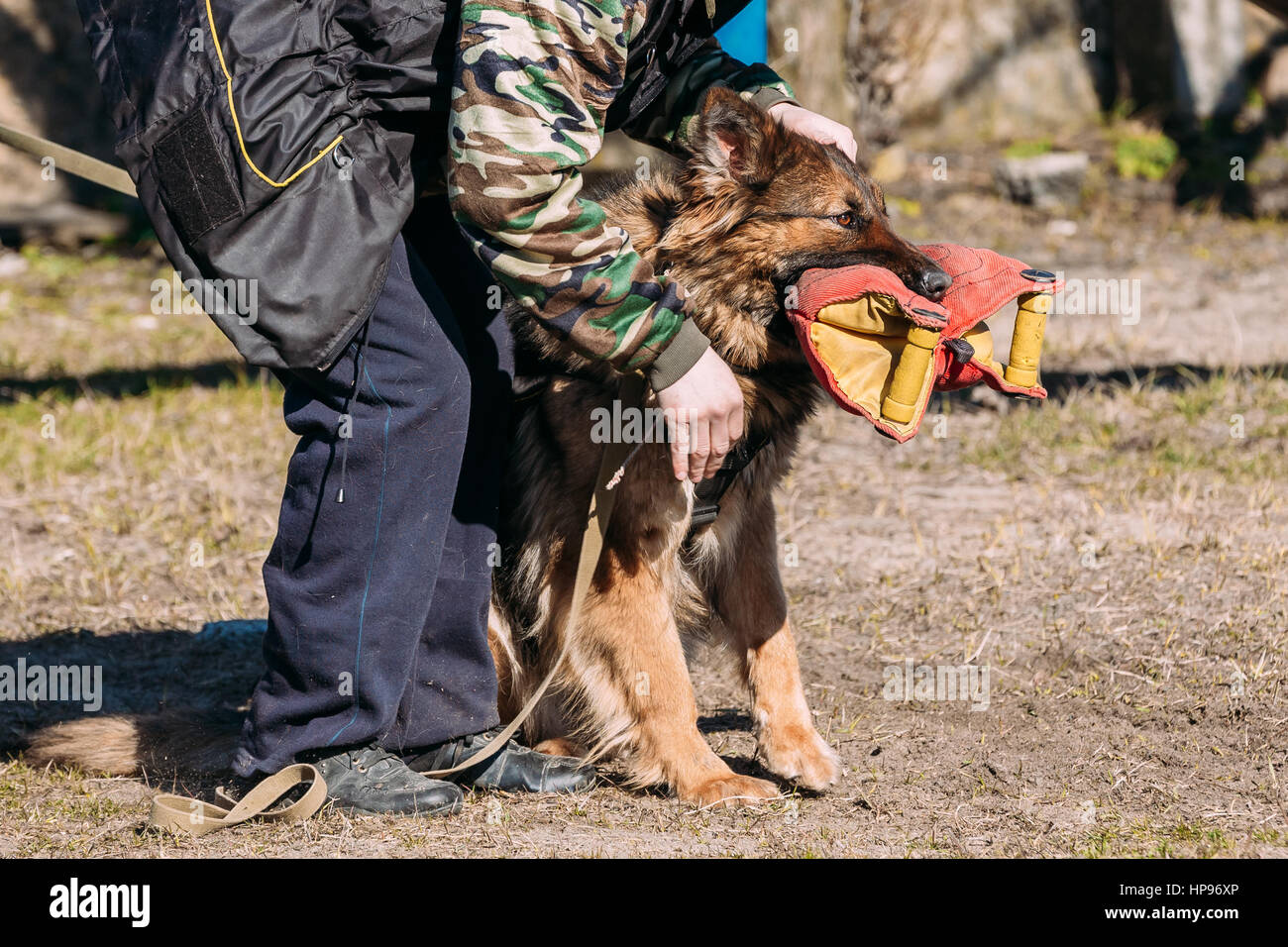 Formation de chien de berger allemand. Chien de mordre. Chien Loup d'Alsace. Deutscher, chien Banque D'Images