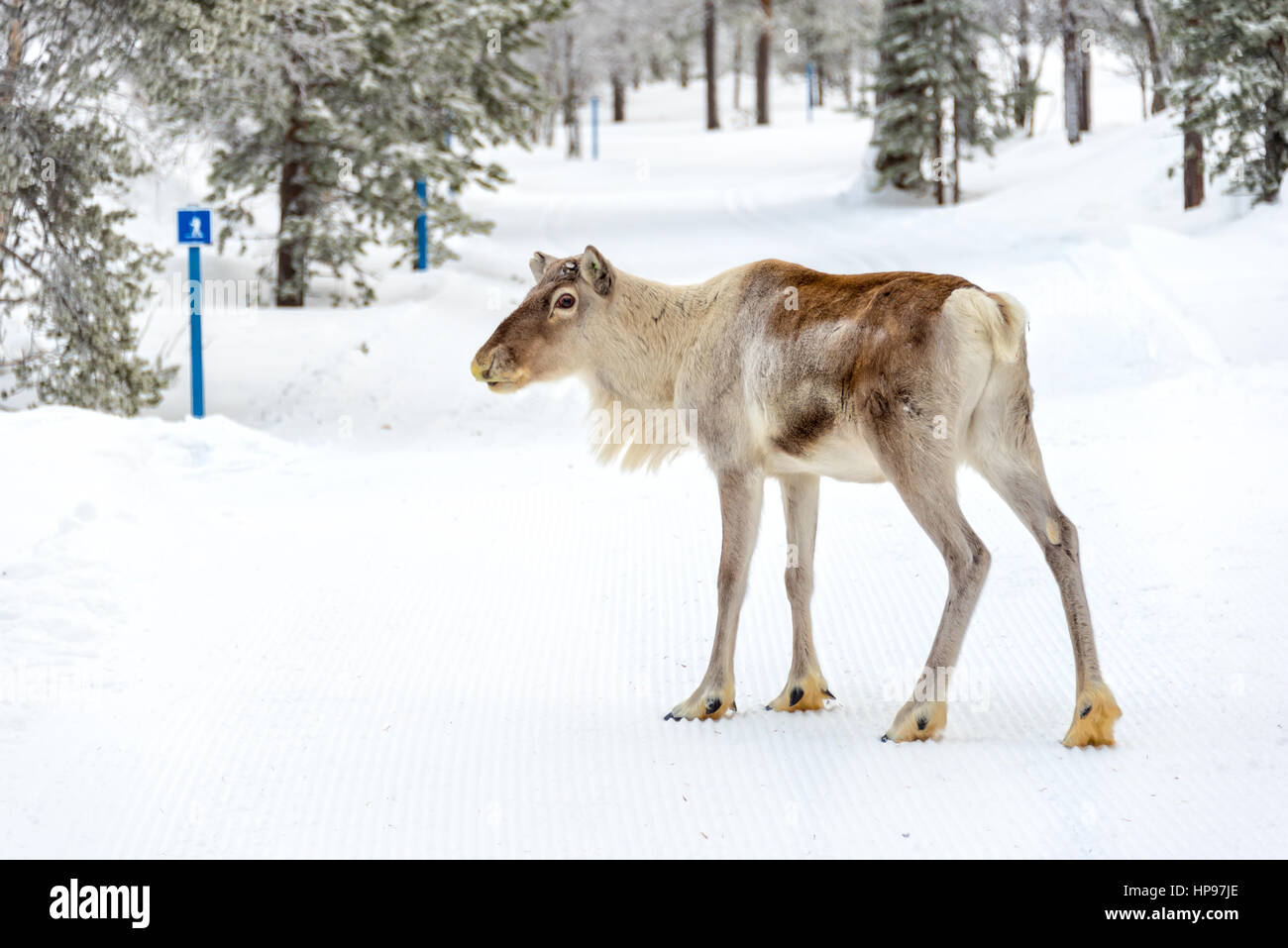 Les jeunes rennes dans la forêt en hiver, Laponie, Finlande Banque D'Images