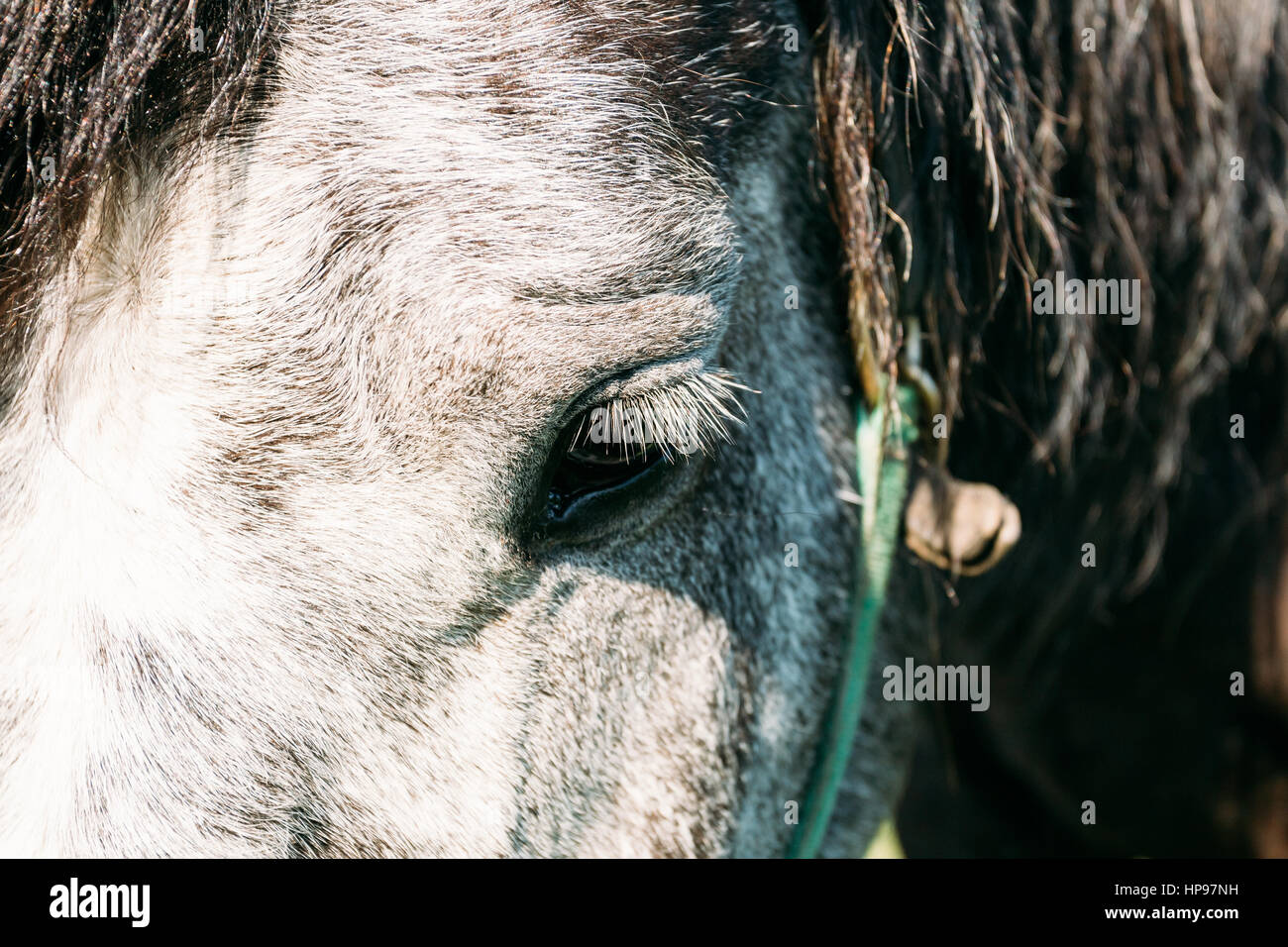 Close Up de l'Œil. Close Up Head. Banque D'Images