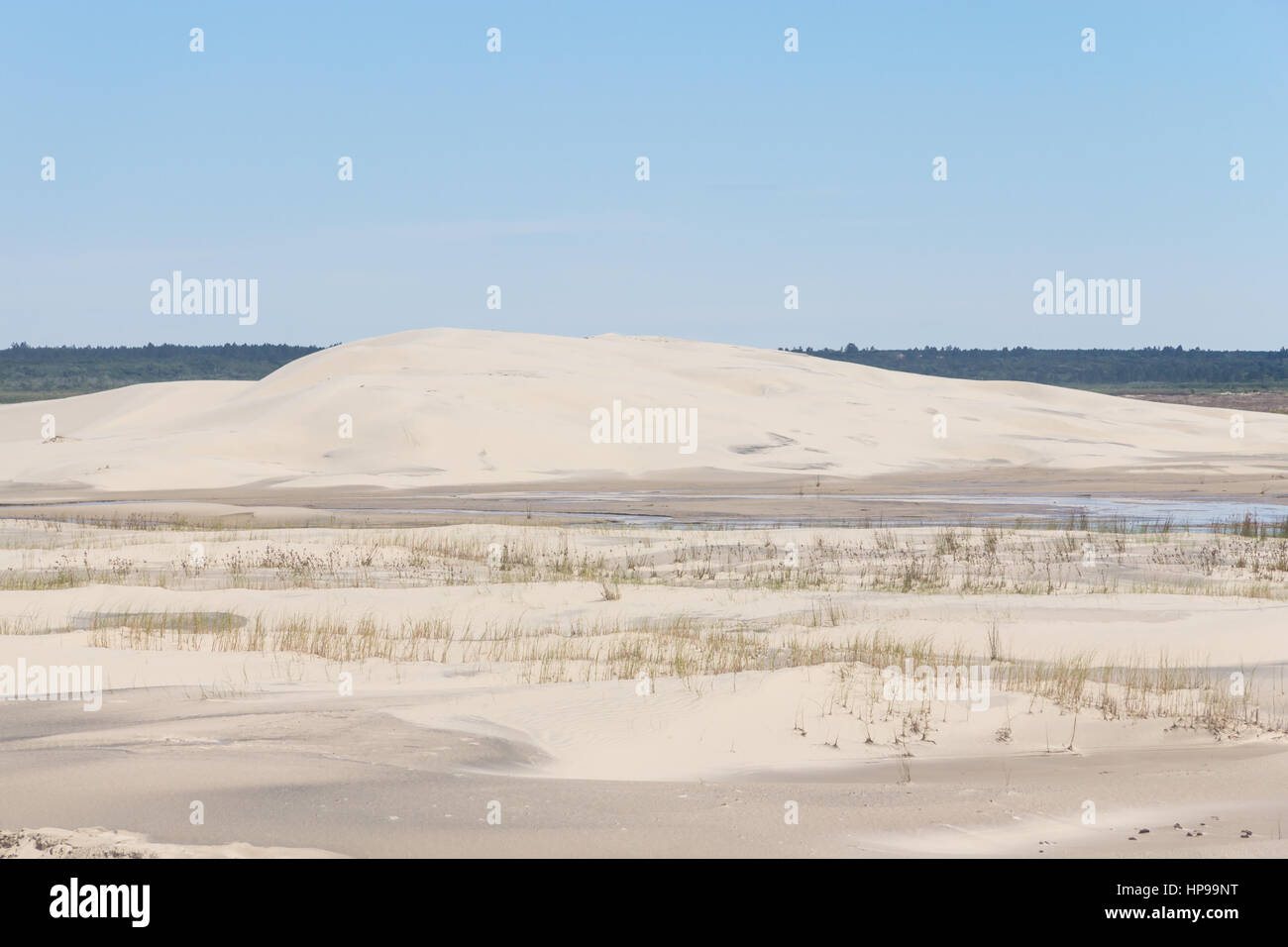 La végétation sur les dunes de Lagoa do Peixe lake, ville Mostardas, Rio Grande do Sul, Brésil. Banque D'Images