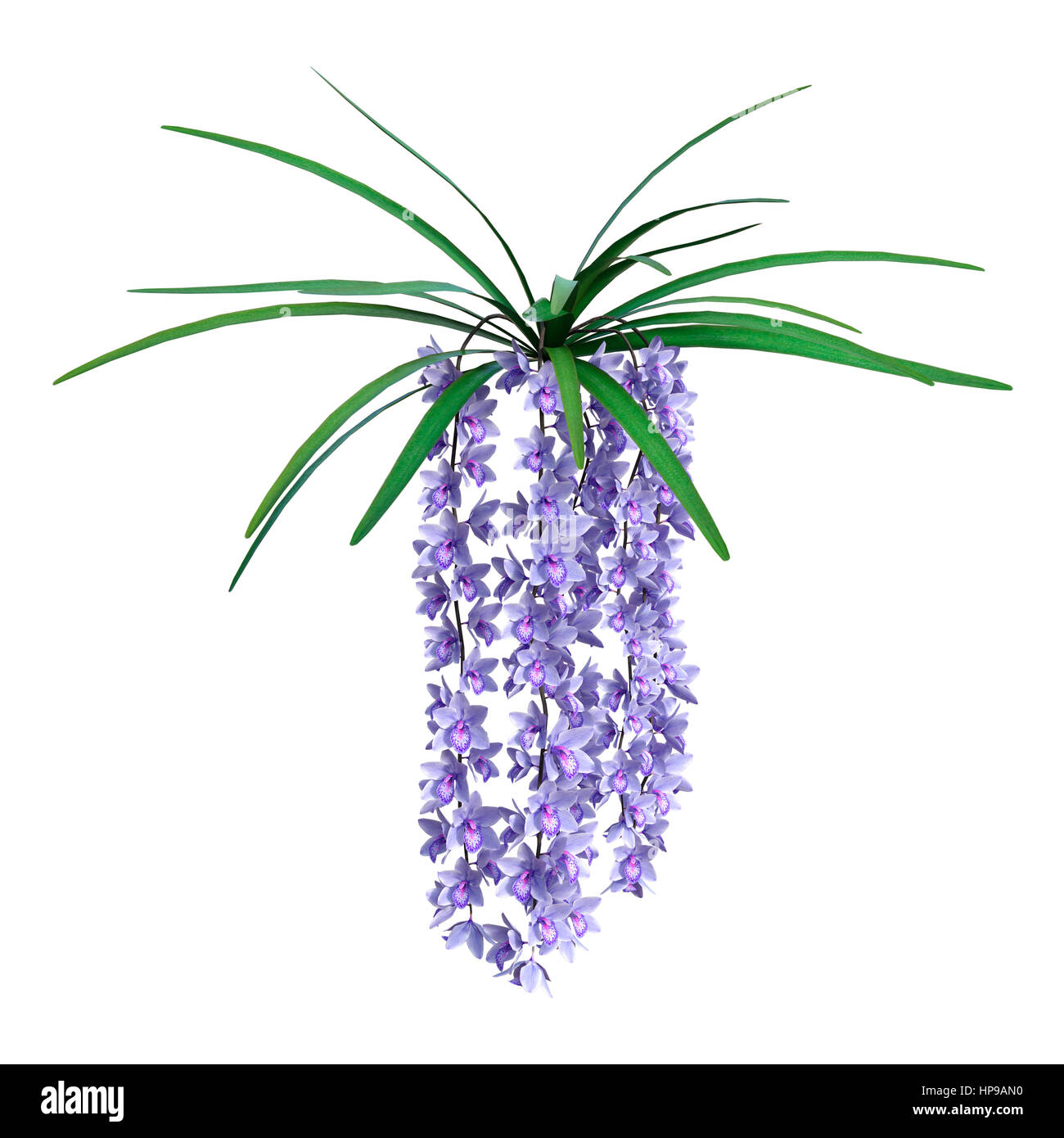 Le rendu 3D de fleurs orchidée sauvage isolé sur fond blanc Banque D'Images