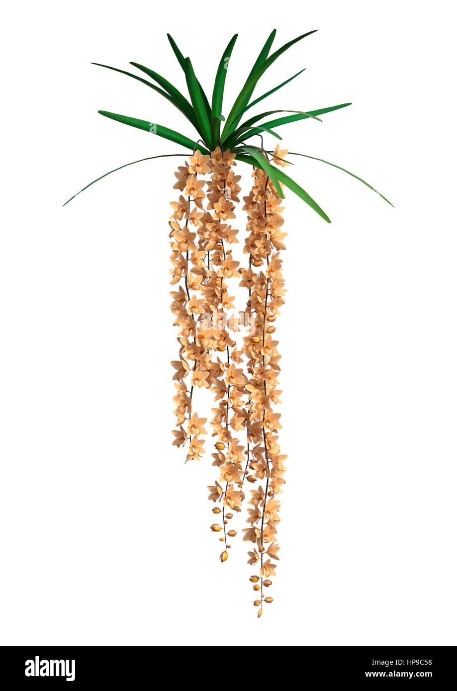 Le rendu 3D de fleurs orchidée sauvage isolé sur fond blanc Banque D'Images