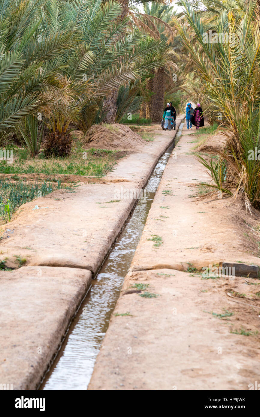 Merzouga, Maroc. Les femmes à marcher le long du canal d'irrigation au transport de l'eau pour les parcelles dans l'Oasis de MERZOUGA. Banque D'Images