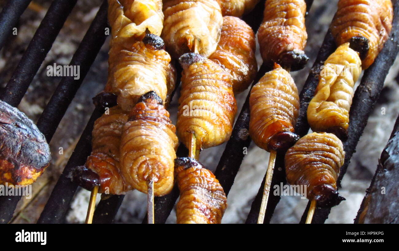 Grillades de vers blancs dans le bassin amazonien, l'Équateur Banque D'Images