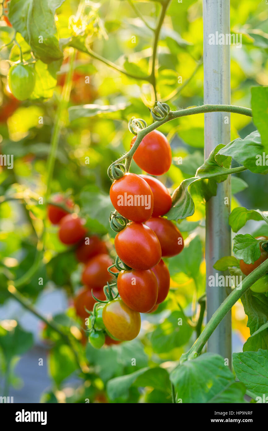Close up tomate rouge sur champ jardin Banque D'Images