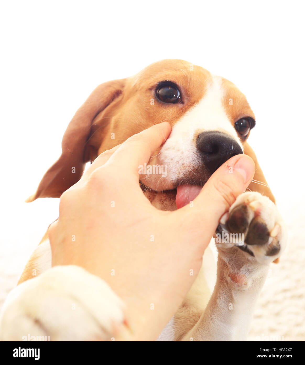 Dog lick hand Banque de photographies et d’images à haute résolution Alamy