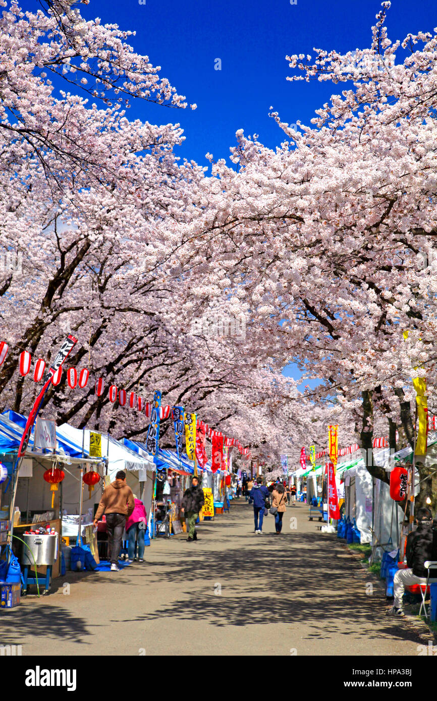 Les fleurs de cerisier Festival à Tokyo Japon ville Hamura Banque D'Images