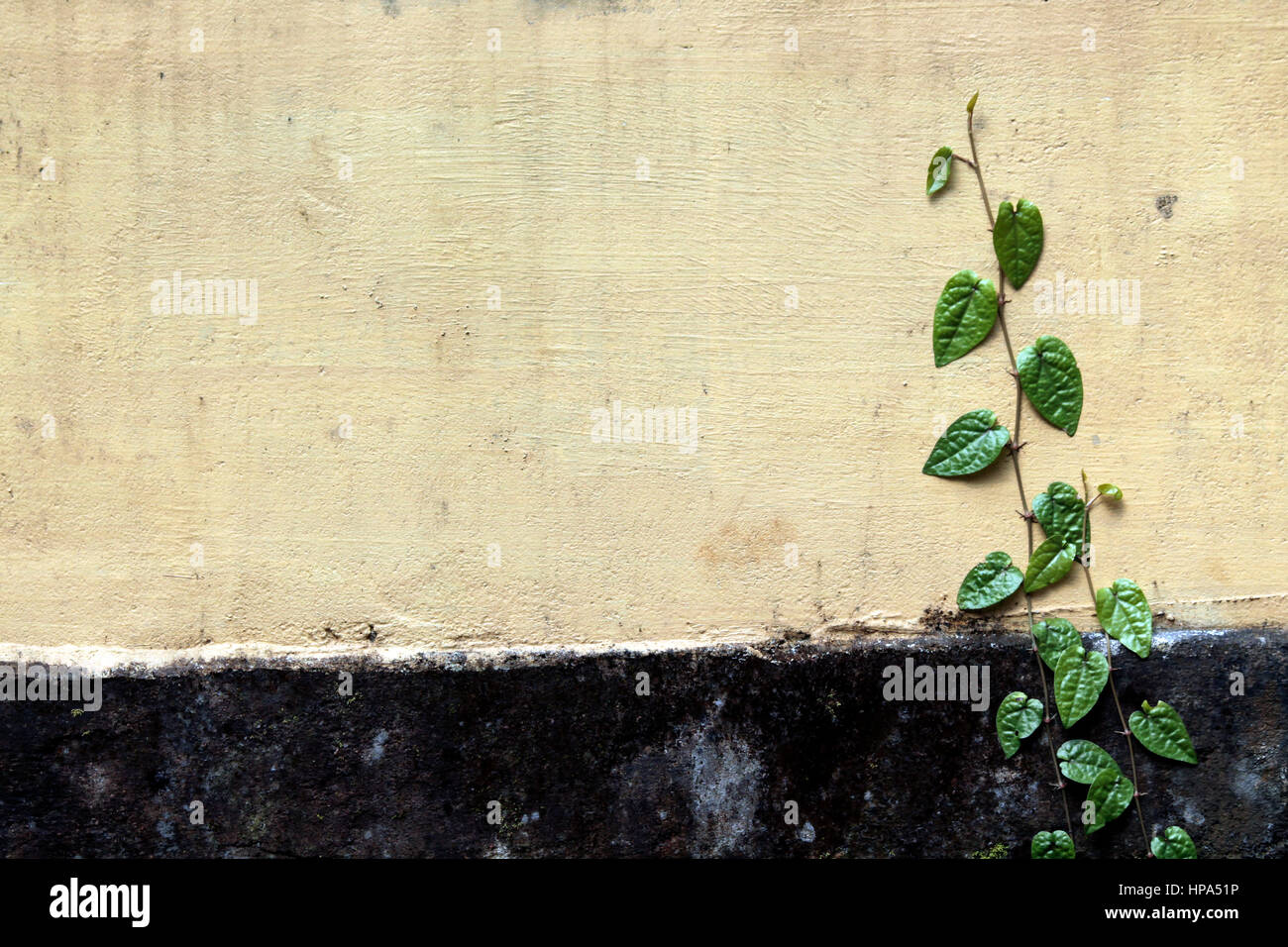 Peinture murale Banque D'Images